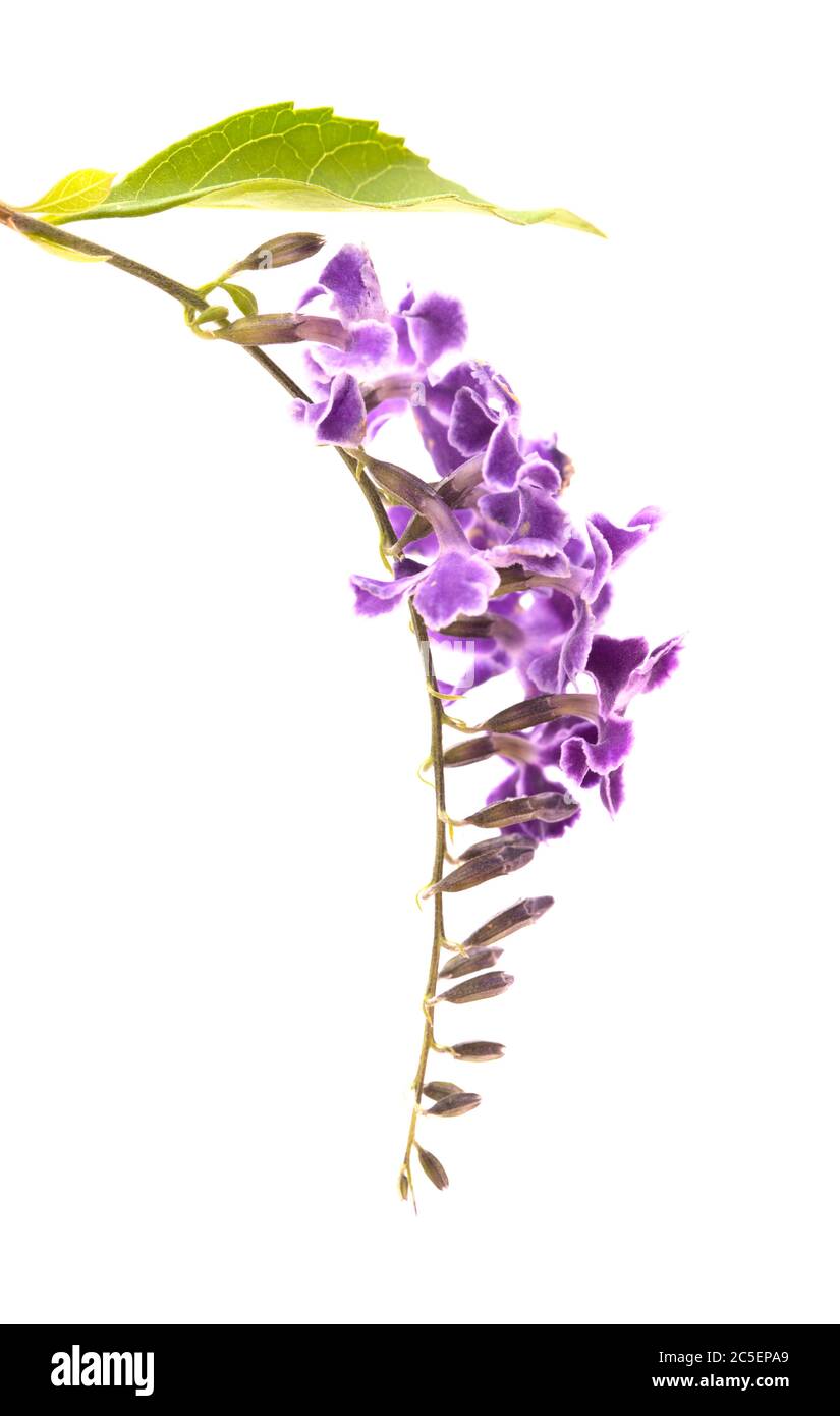 Fiori viola con bordi bianchi di Duranta erecta, bacche di piccione Foto Stock
