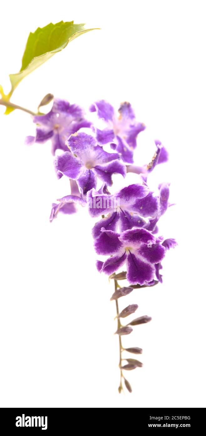Fiori viola con bordi bianchi di Duranta erecta, bacche di piccione Foto Stock