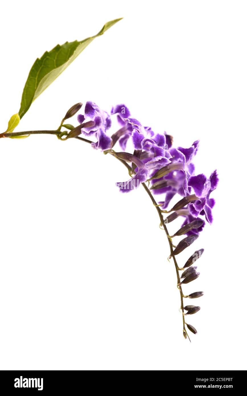 Fiori viola con bordi bianchi di Duranta erecta, bacche di piccione Foto Stock