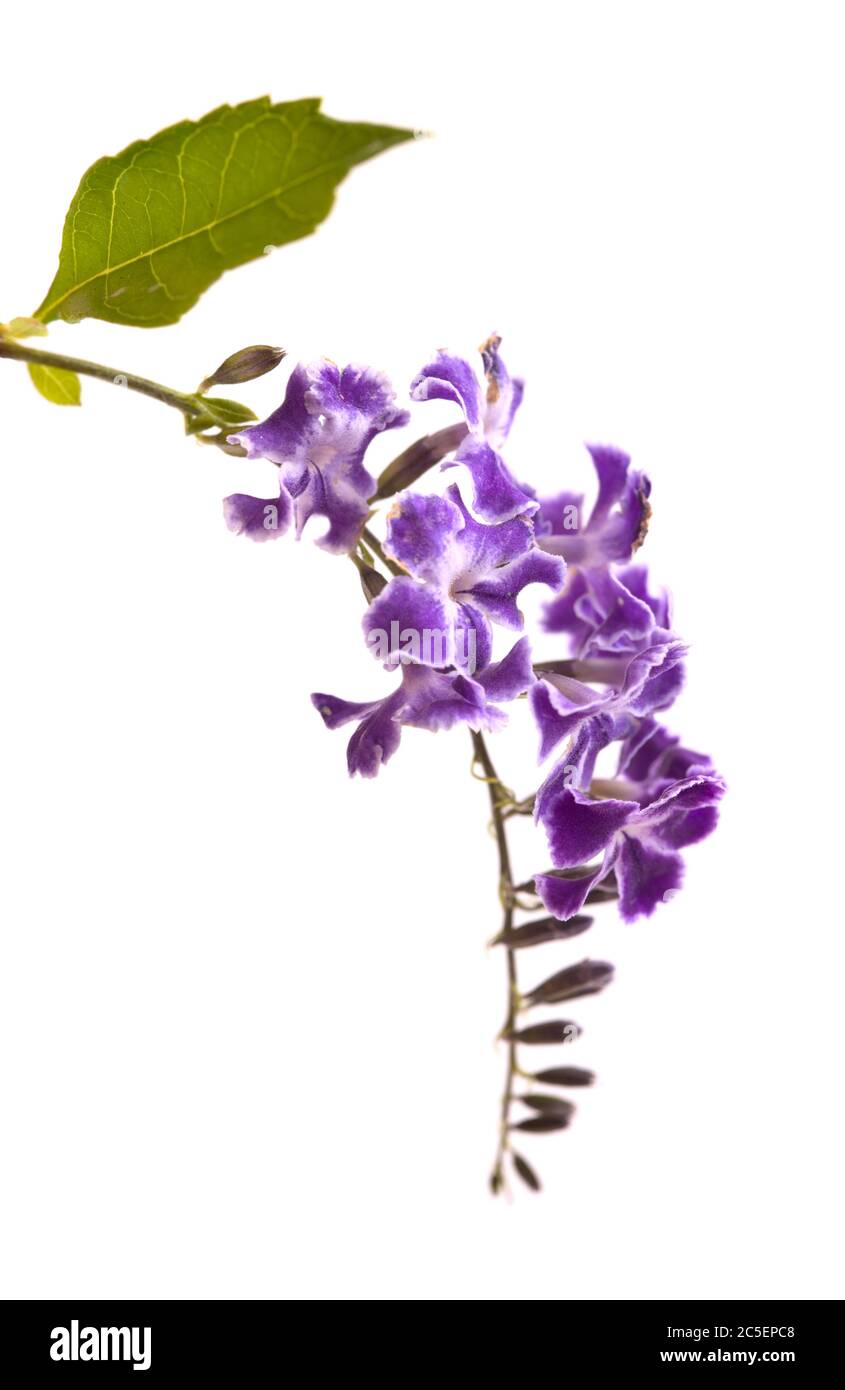 Fiori viola con bordi bianchi di Duranta erecta, bacche di piccione Foto Stock