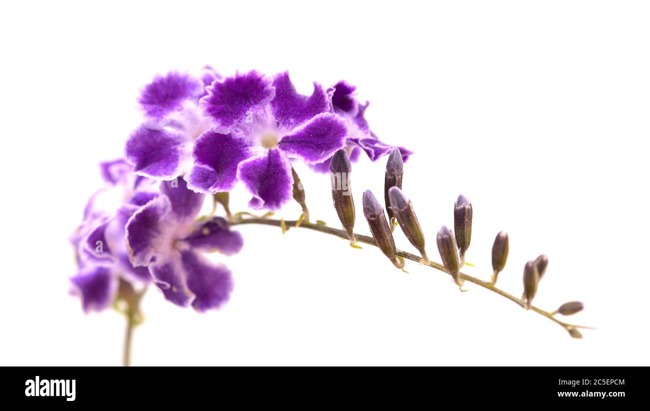 Fiori viola con bordi bianchi di Duranta erecta, bacche di piccione Foto Stock