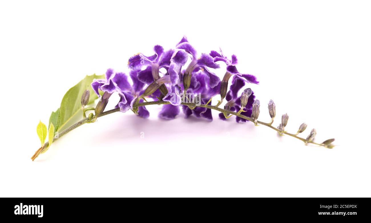 Fiori viola con bordi bianchi di Duranta erecta, bacche di piccione Foto Stock