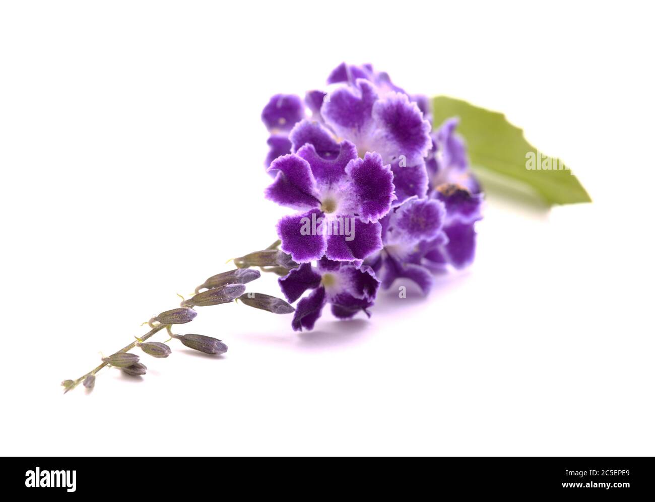 Fiori viola con bordi bianchi di Duranta erecta, bacche di piccione Foto Stock