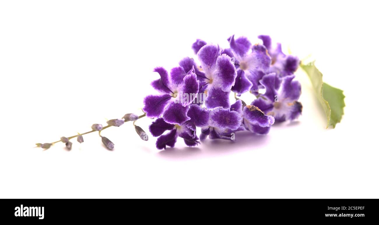 Fiori viola con bordi bianchi di Duranta erecta, bacche di piccione Foto Stock
