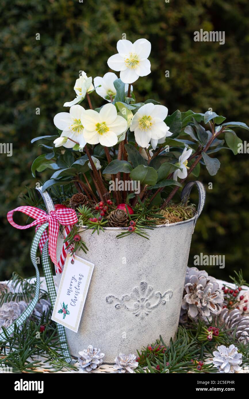 helleborus niger in pentola di pianta come decorazione del giardino d'inverno Foto Stock