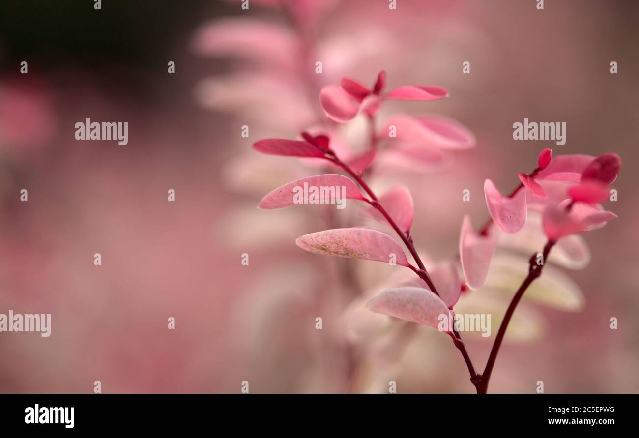 Breynia disticcha ornamentale cespuglio rosa foglie variegate naturale macro floreale sfondo Foto Stock