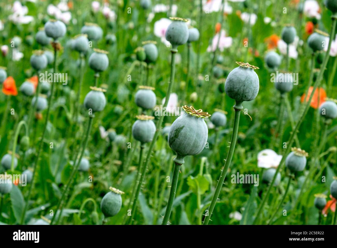 Poppy raccolto commerciale semi di papavero e fiori Foto Stock