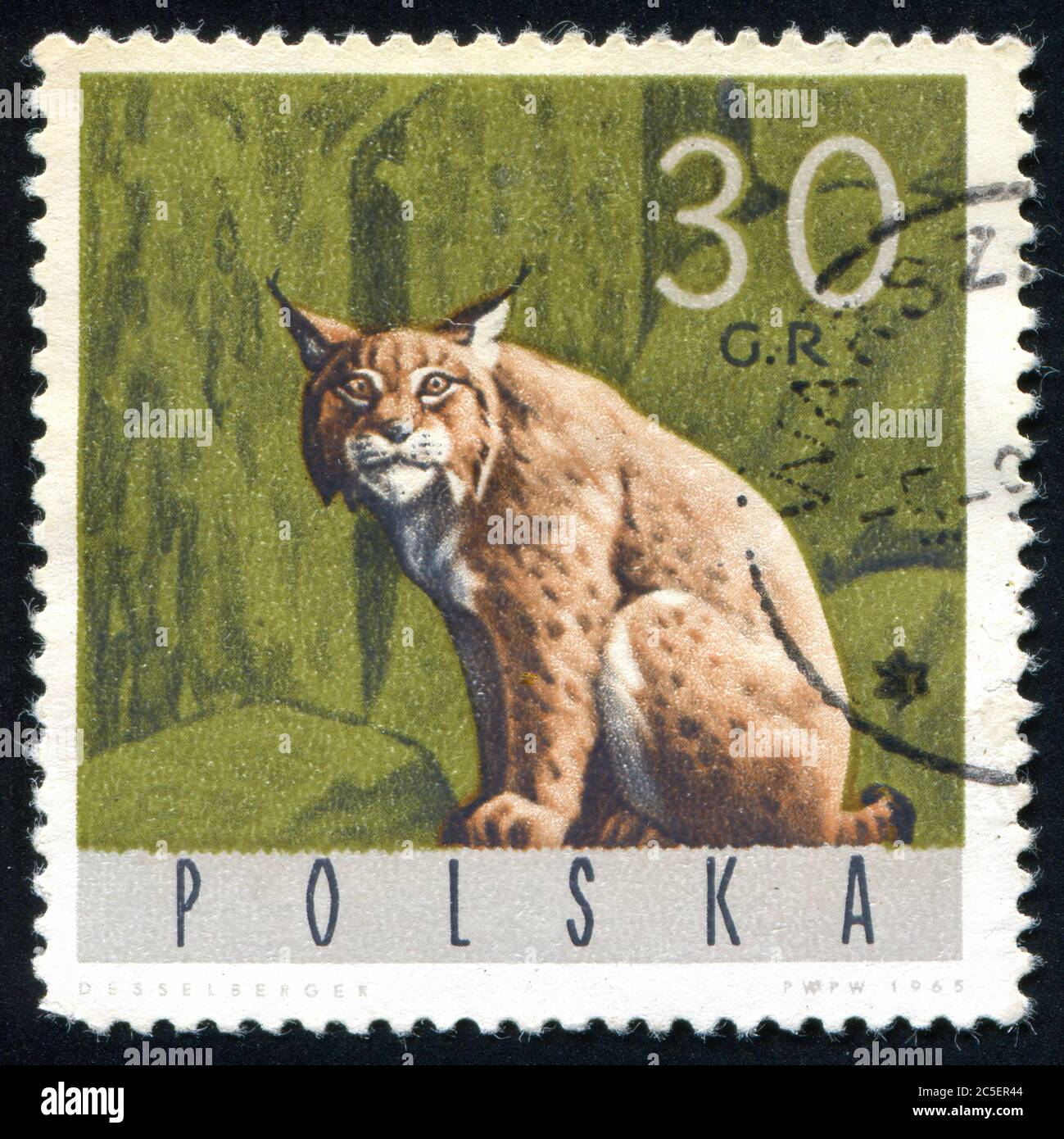 POLONIA - CIRCA 1965: Francobollo stampato dalla Polonia, mostra Lynx, circa 1965. Foto Stock