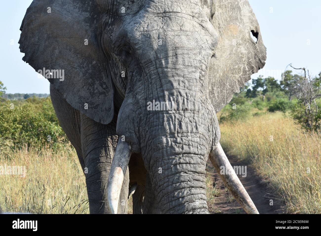 Un elefante africano toro maschio che cammina verso la macchina fotografica con un buco nell'orecchio nella Sabi Sands Game Reserve, Sudafrica. Su Safari. Foto Stock