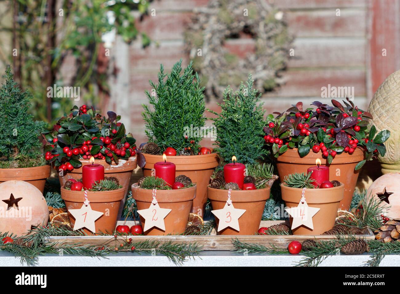 decorazione d'avvento con candele rosse e piante invernali in pentole di terracotta Foto Stock