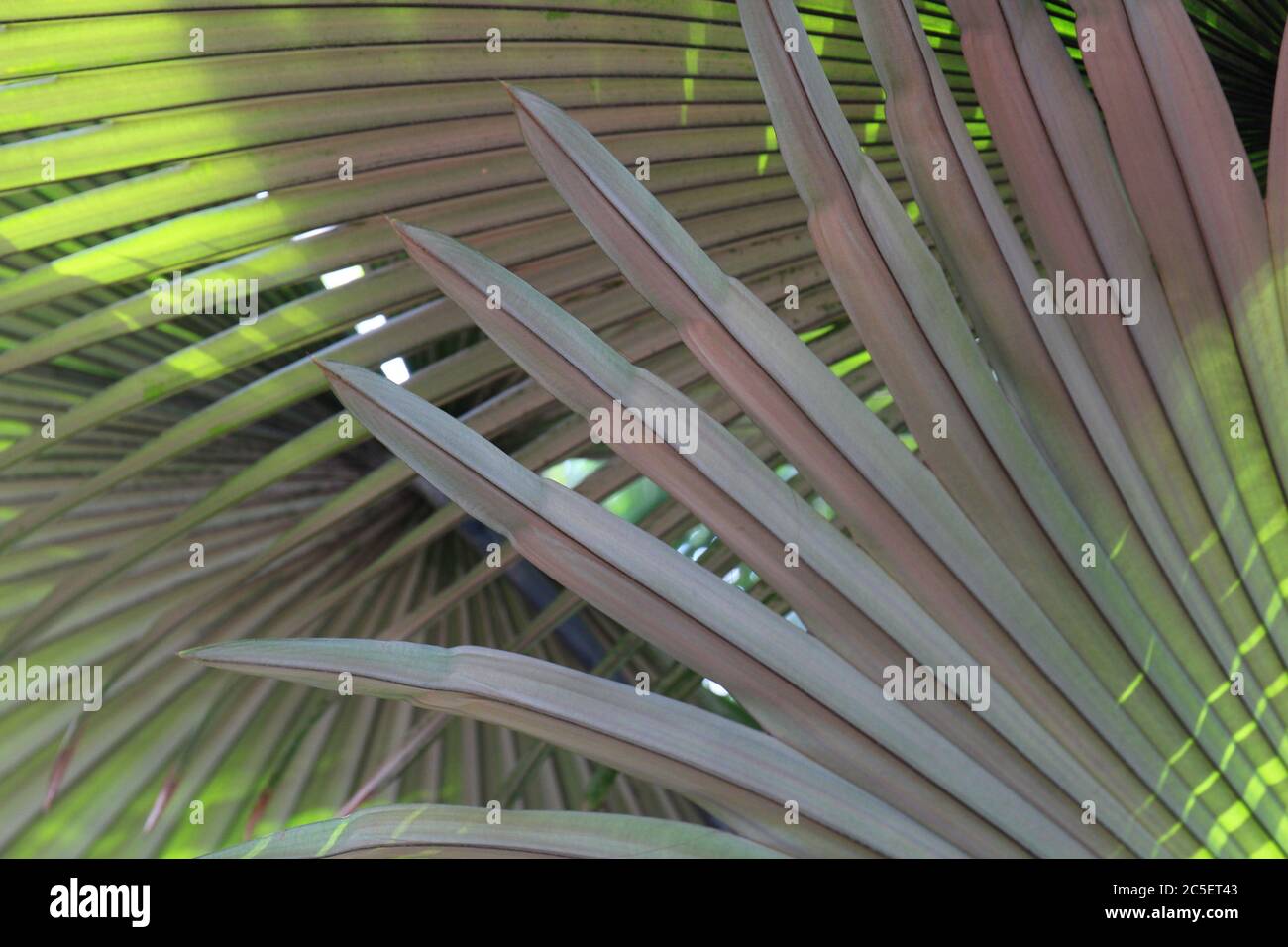 Primo piano delle foglie di un palmo di elefante bianco, il re Thai Palm Foto Stock