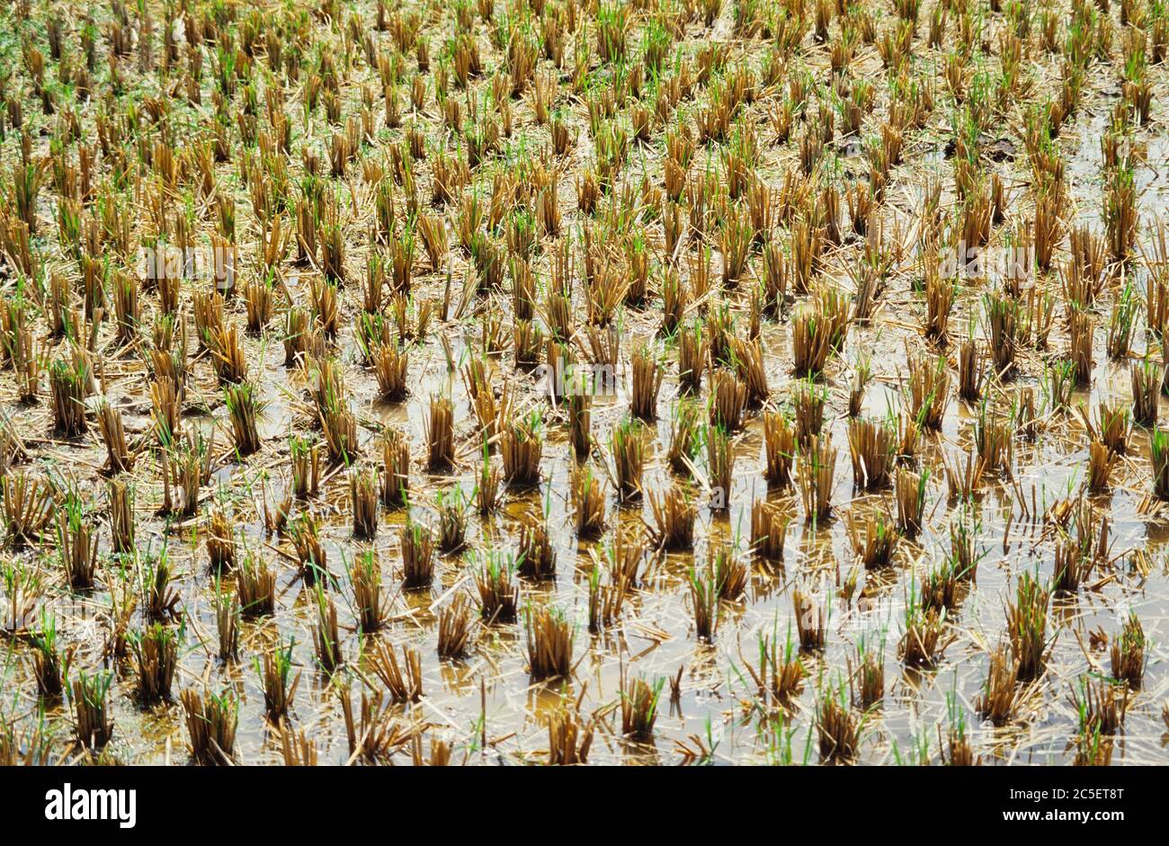 Padi di riso, pianta di riso coltivata, Oryza sativa, Foto Stock