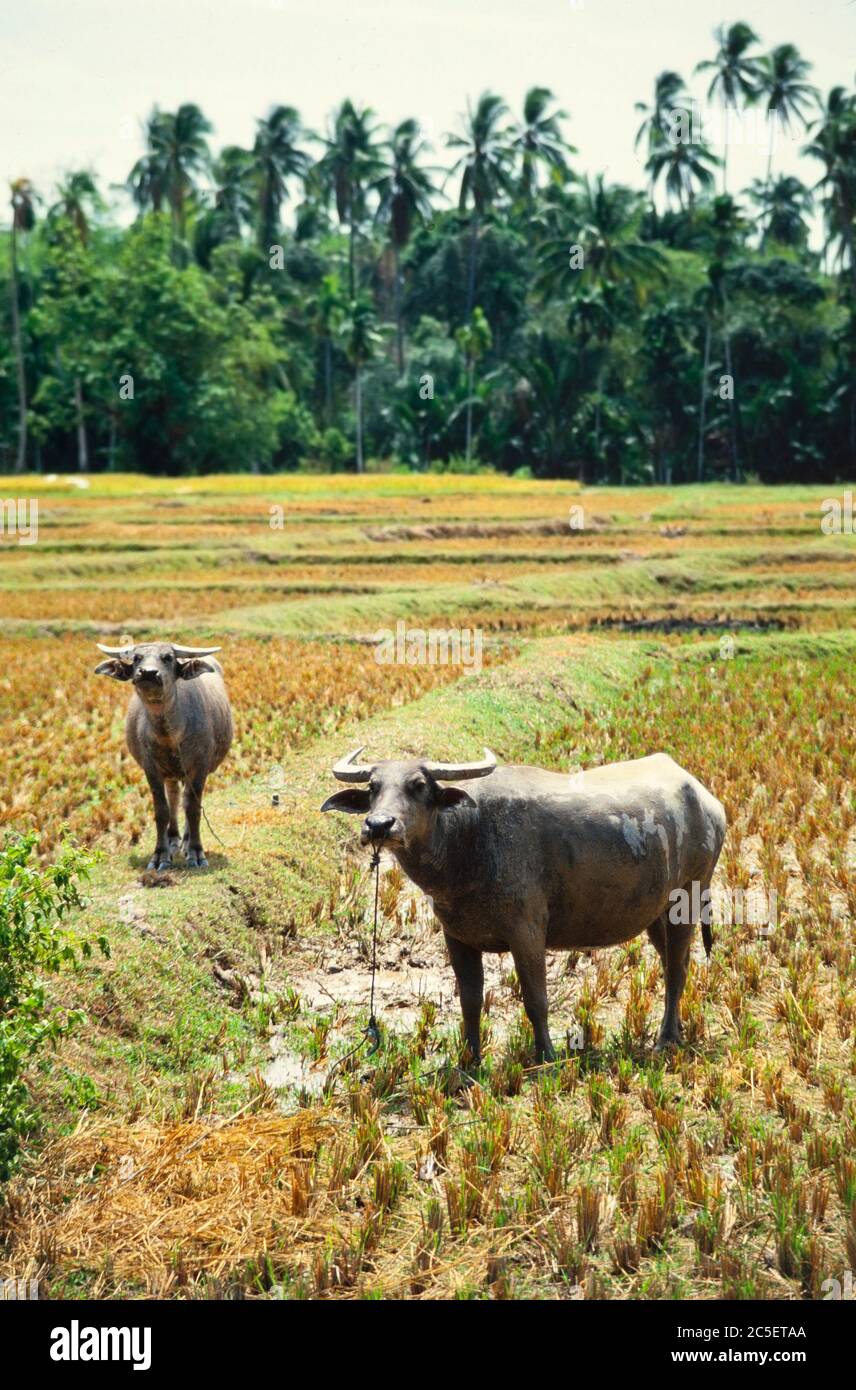 Bufalo d'acqua, Bubalus bubalus, in una padi di riso, principale bestia di fardello, Sud-Est asiatico Foto Stock