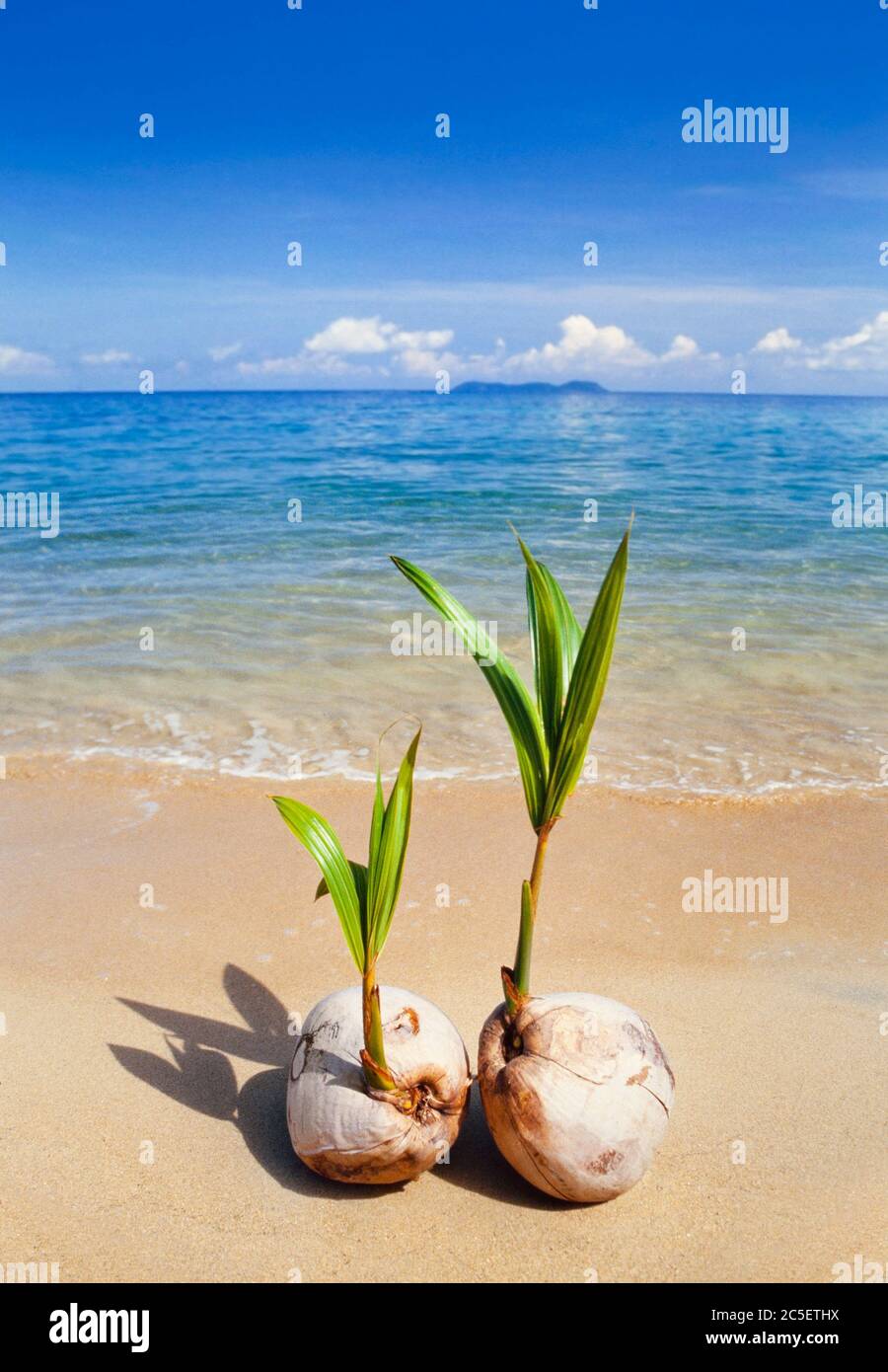 Germinatori di noci di cocco su una spiaggia tropicale isola Foto Stock