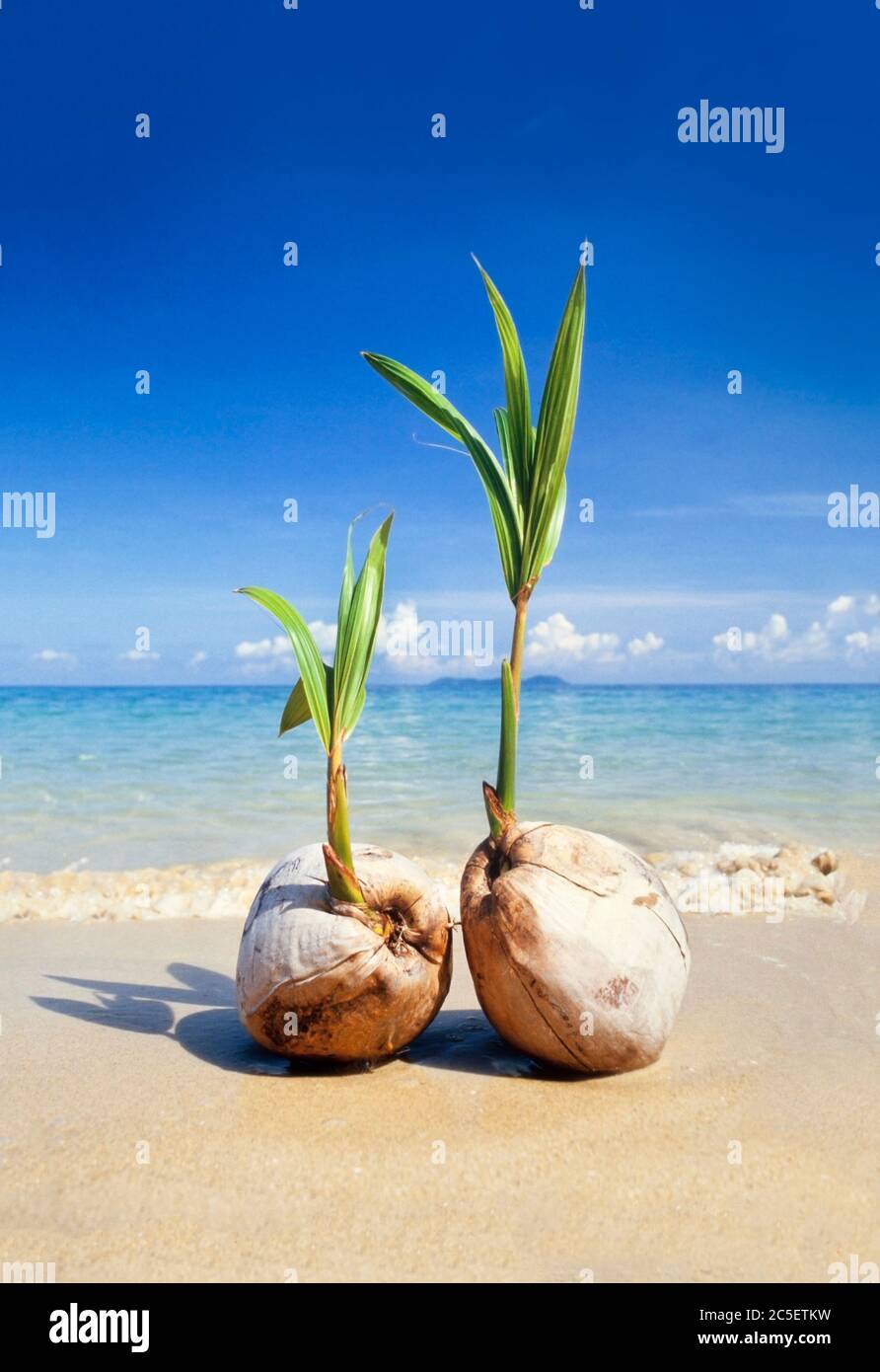 Germinatori di noci di cocco su una spiaggia tropicale isola Foto Stock