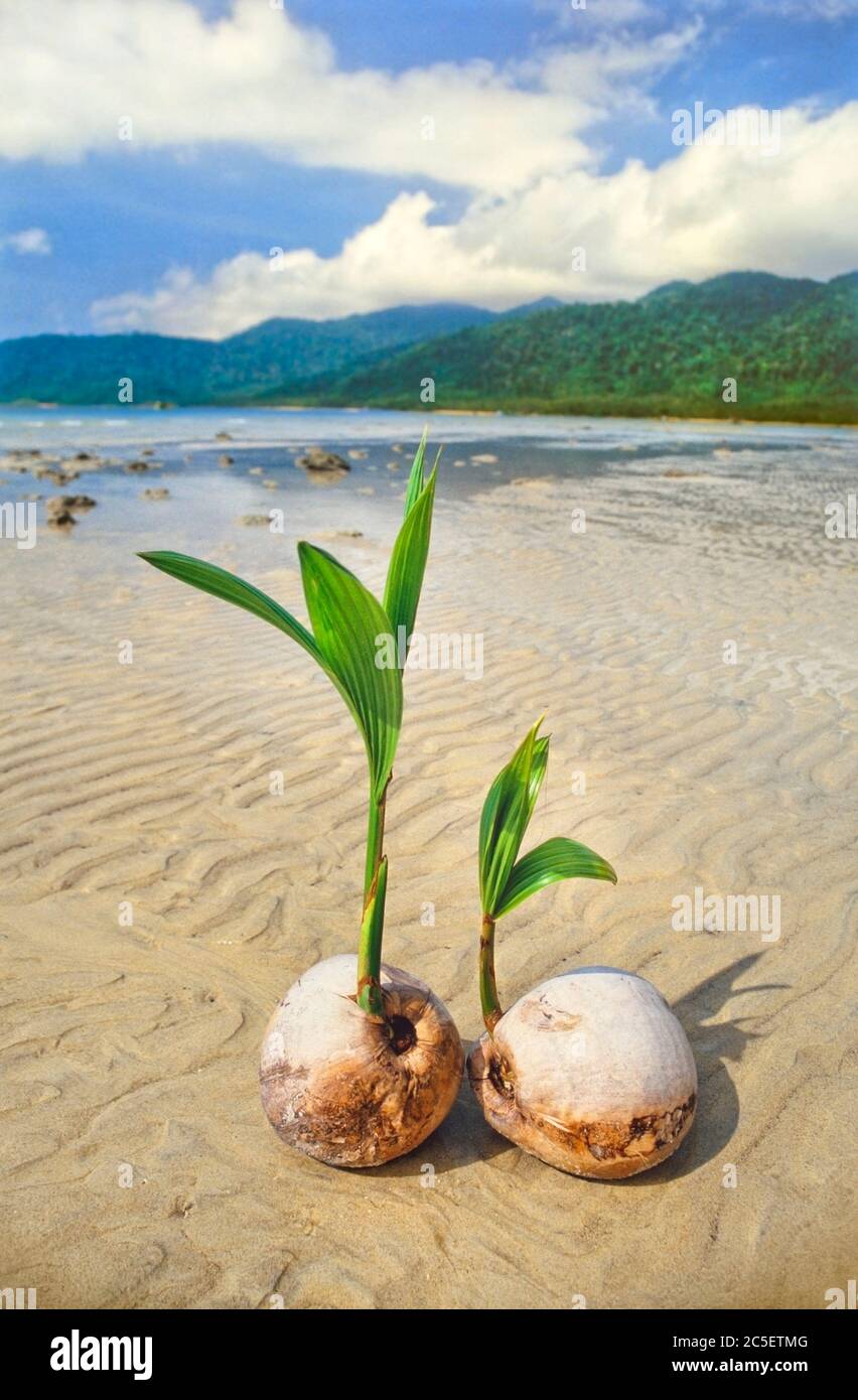 Germinatori di noci di cocco su una spiaggia tropicale isola Foto Stock