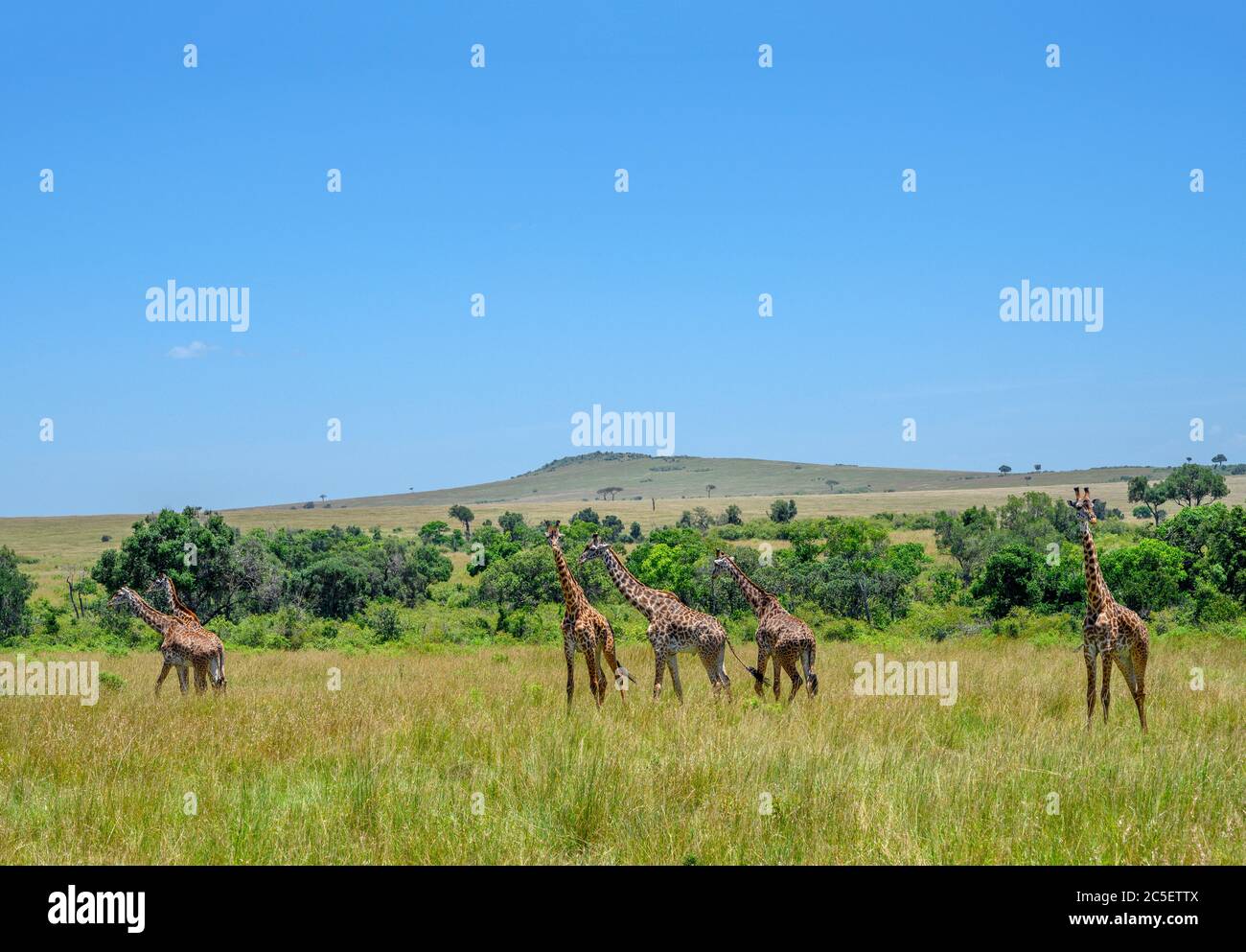 Masai giraffe (Giraffa camelopardalis tippelskirchii). Gruppo di giraffe Masai nella Riserva Nazionale Masai Mara, Kenya, Africa Foto Stock