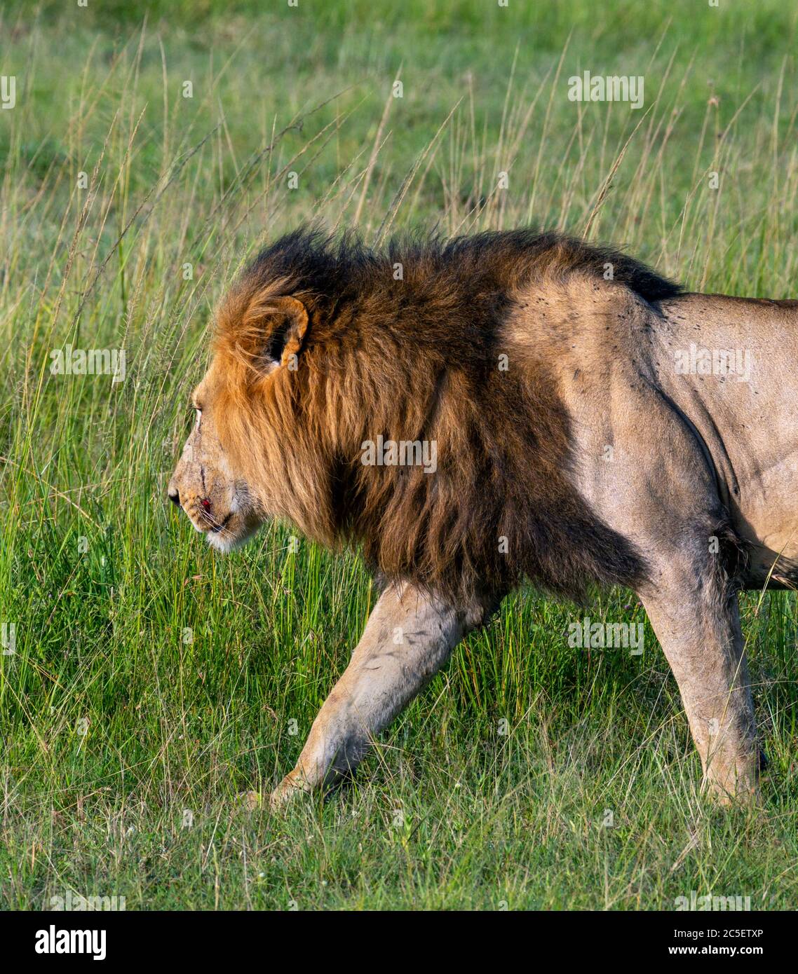 Leone (panthera leo). Leone che cammina attraverso prateria aperta, Masai Mara National Reserve, Kenya, Africa Foto Stock