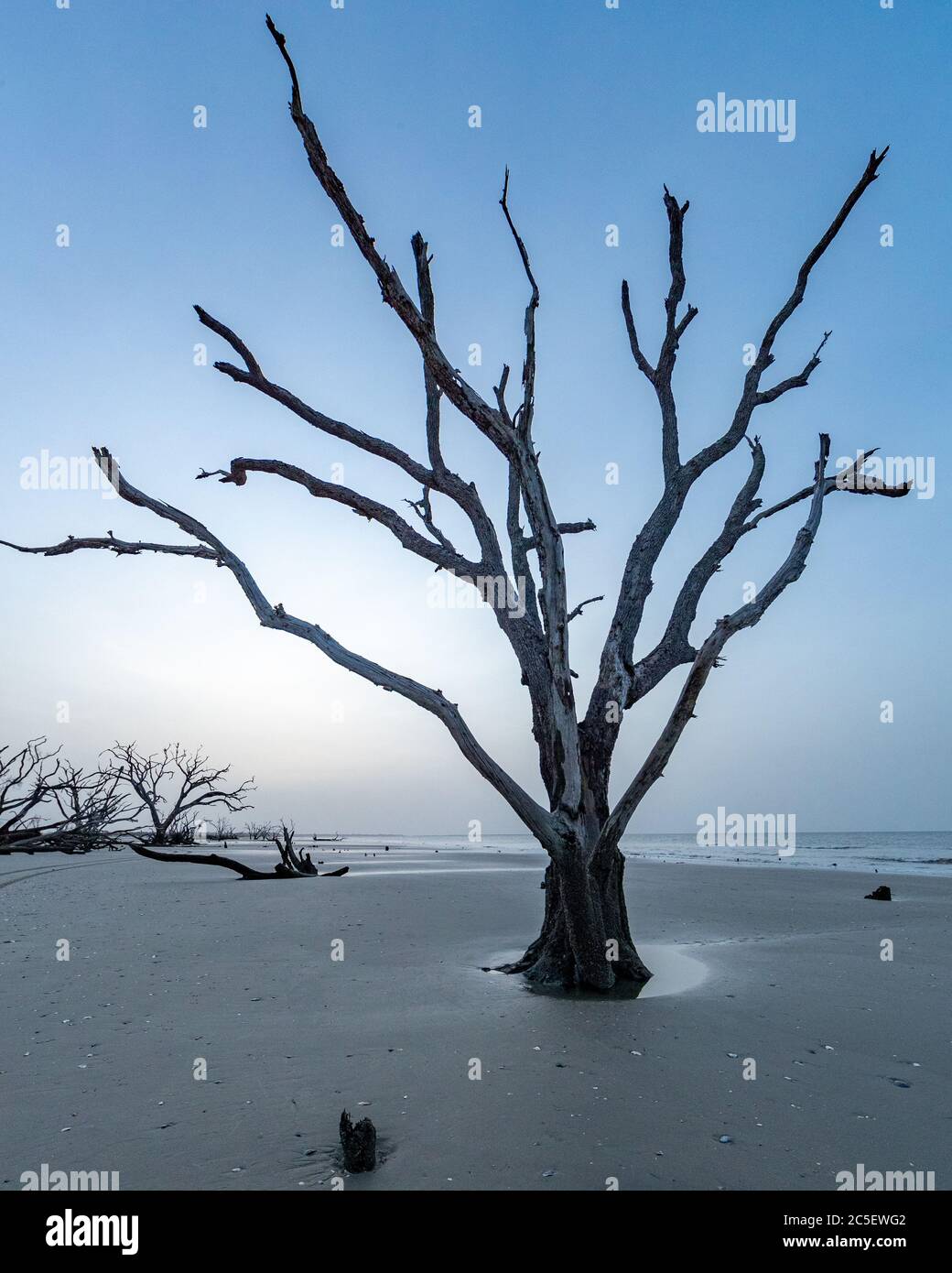 Un Lone Tree sorge sulla Driftwood Beach sull'Isola di Edisto, Carolina del Sud, durante un'alba pericolosa Foto Stock