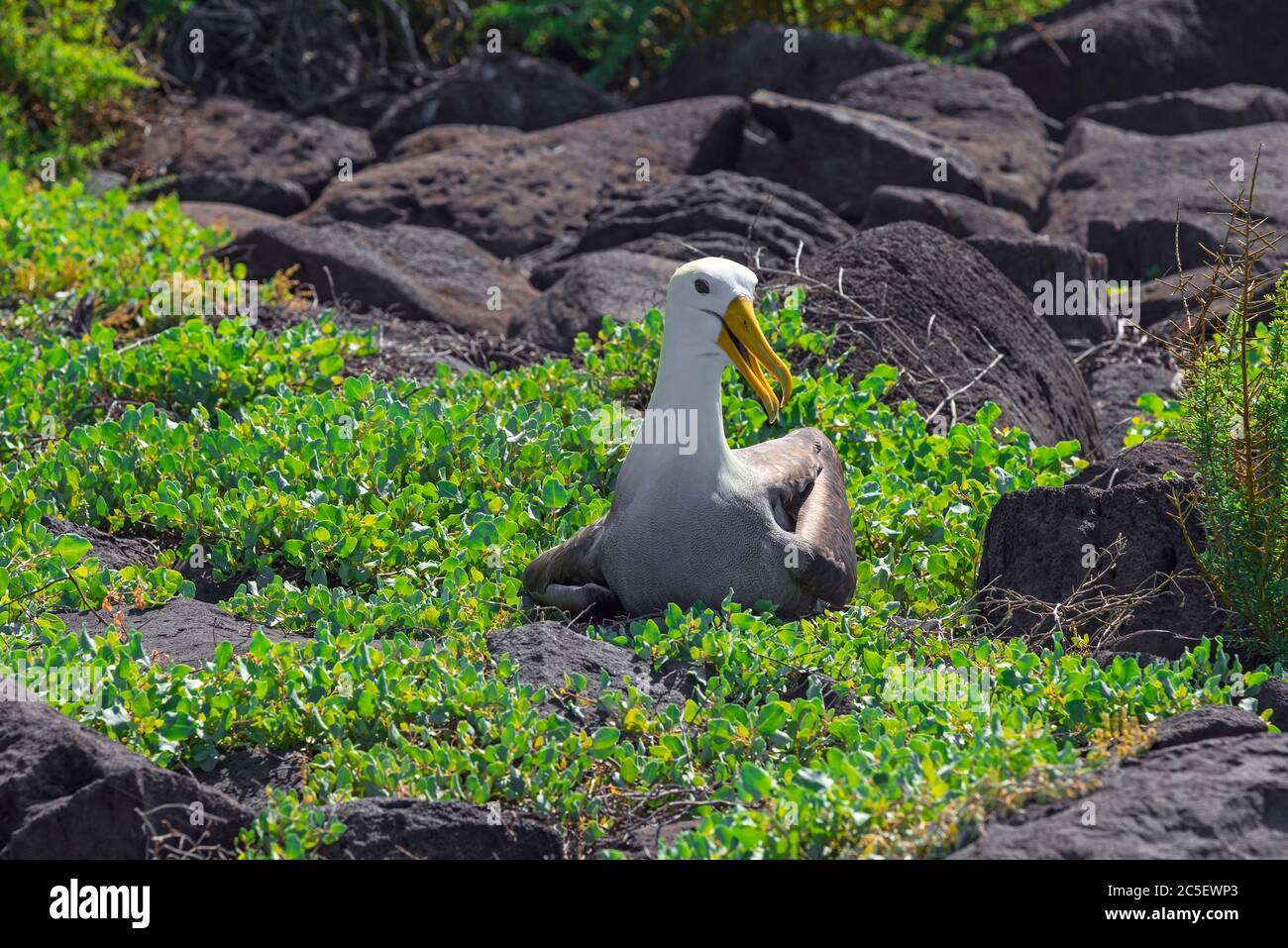 Un galapagos maschile endemico o albatross ondulato (Phoebastria irrorata) sull'isola di Espanola, parco nazionale delle Galapagos, Ecuador. Foto Stock