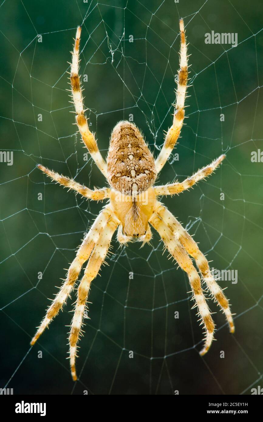 Diadem ragno, Araneus diadematus. Foto Stock