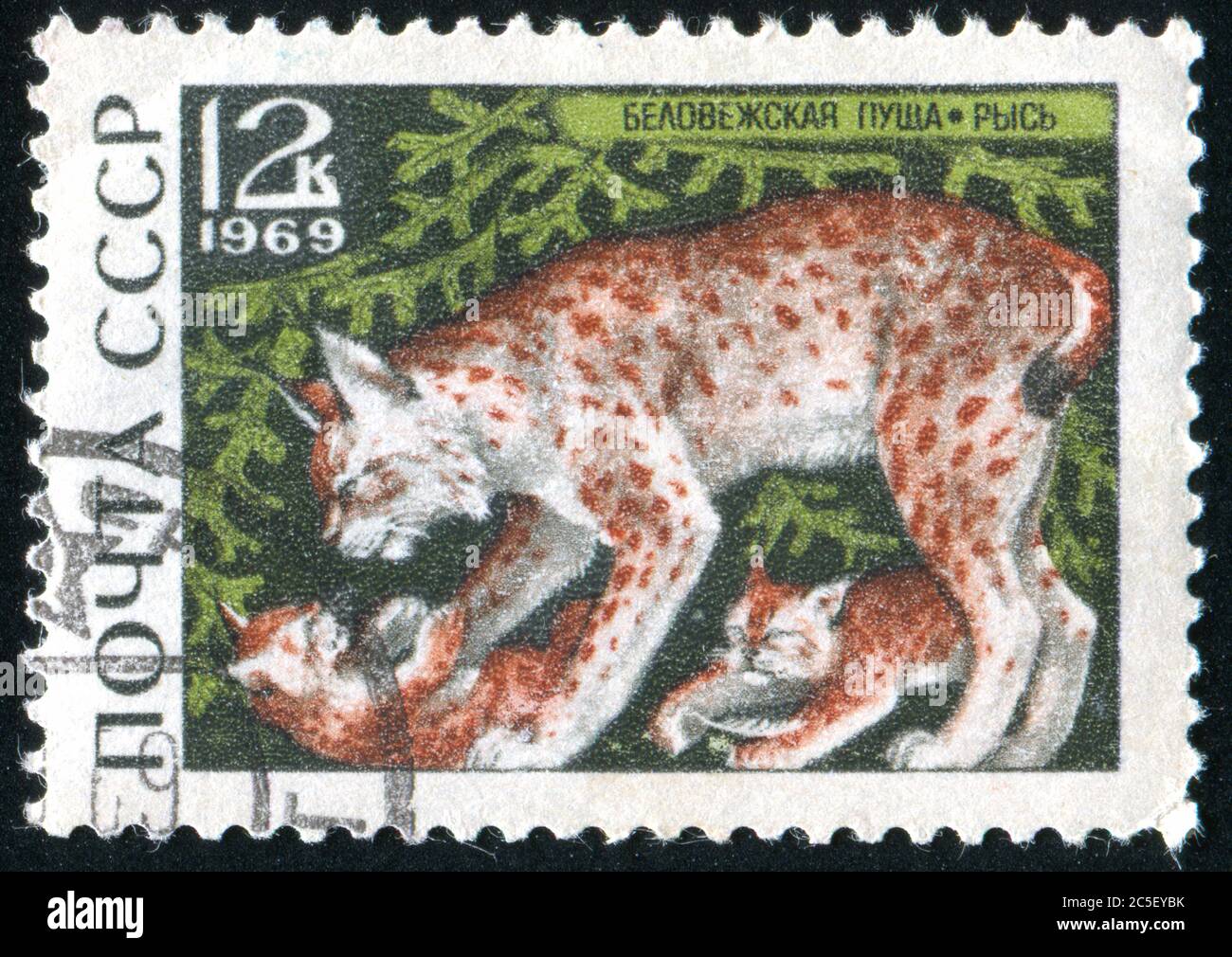 RUSSIA - CIRCA 1969: Francobollo stampato dalla Russia, mostra Lynx e cuccioli, circa 1969. Foto Stock