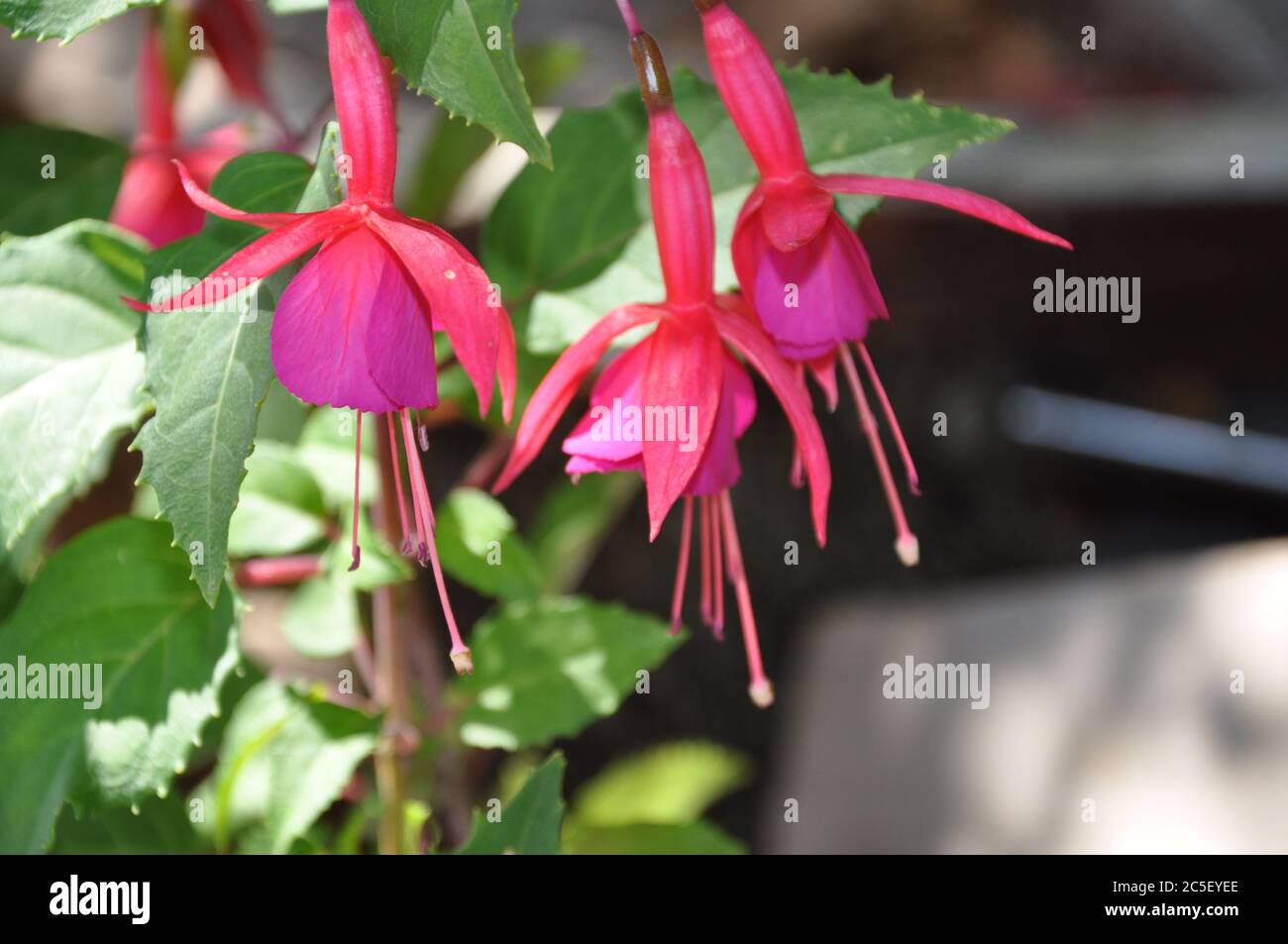 Fucsia fiori rosa. Fiori rosa di Fuchsia freschi in uno sfondo verde di lieves.Blooming fucsia rosa in un giardino Foto Stock