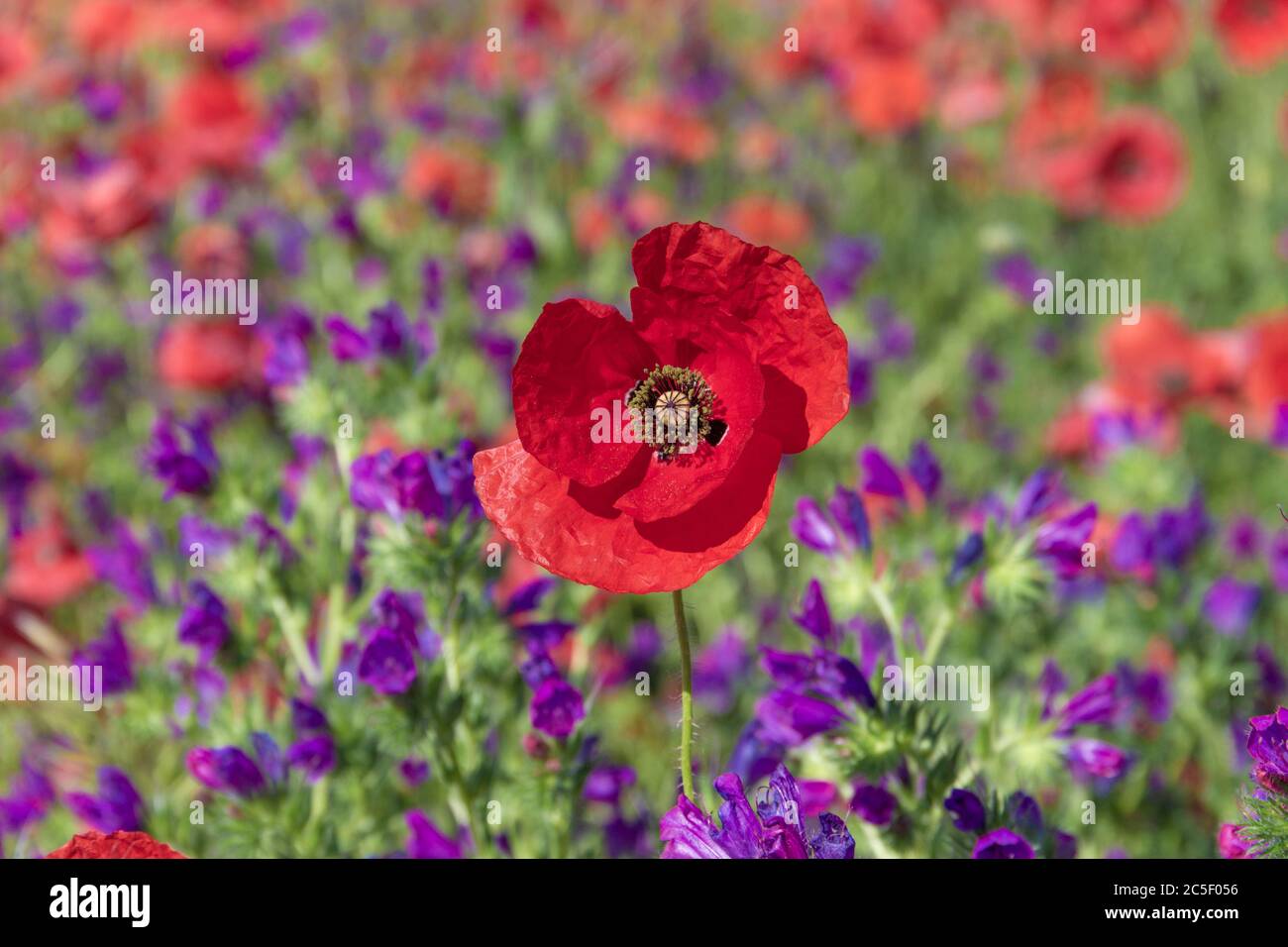 Primavera. Papaveri in un campo con fiori viola (Italia). Paesaggio rurale con fiori selvatici di primavera. Foto Stock