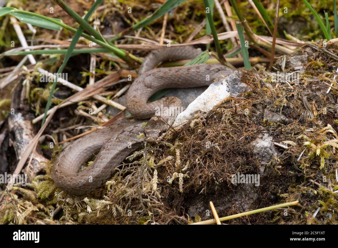 serpente liscio in piedi su un terreno mussoso Foto Stock