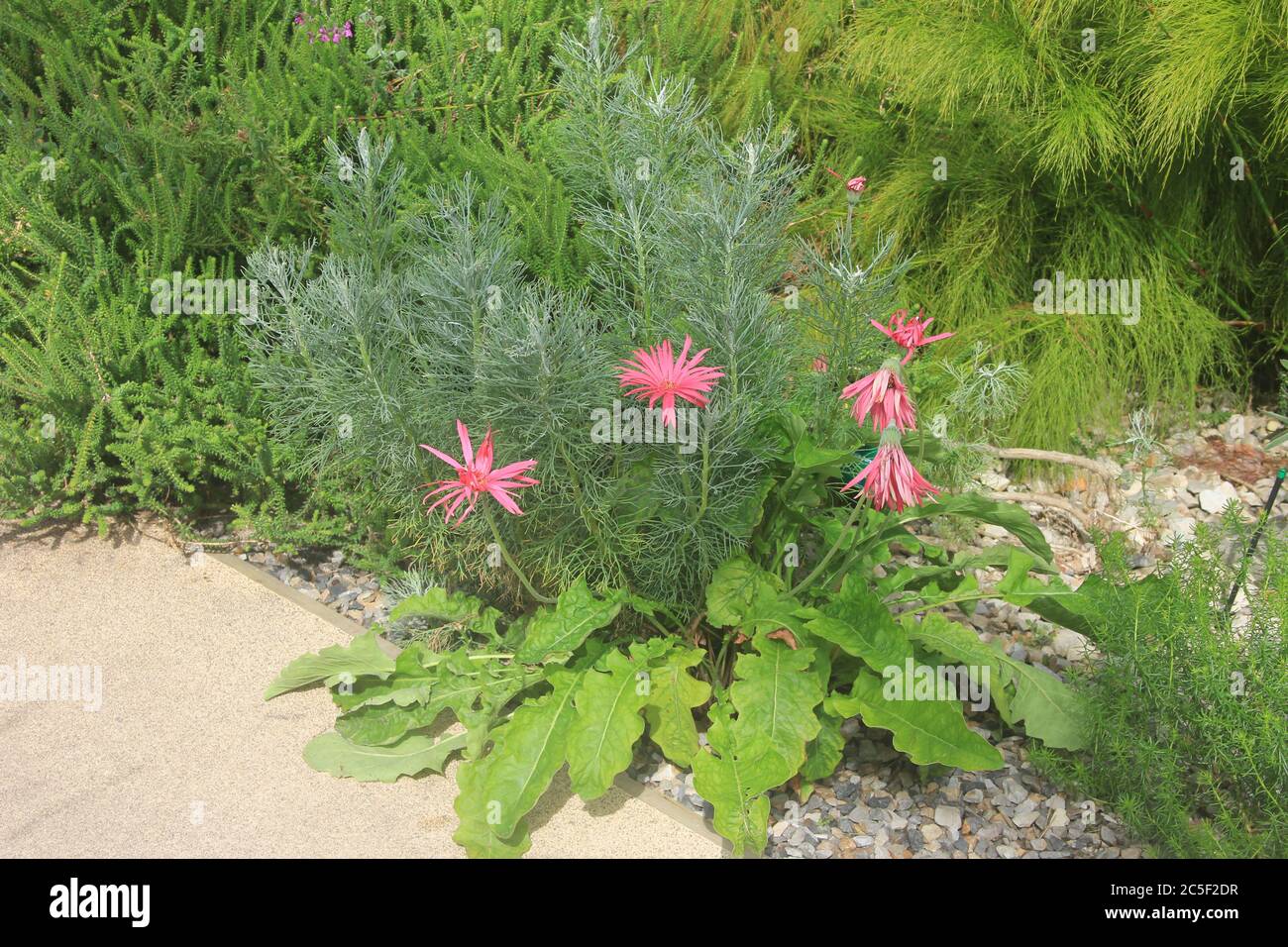 Il Giardino Botanico Nazionale del Galles Foto Stock