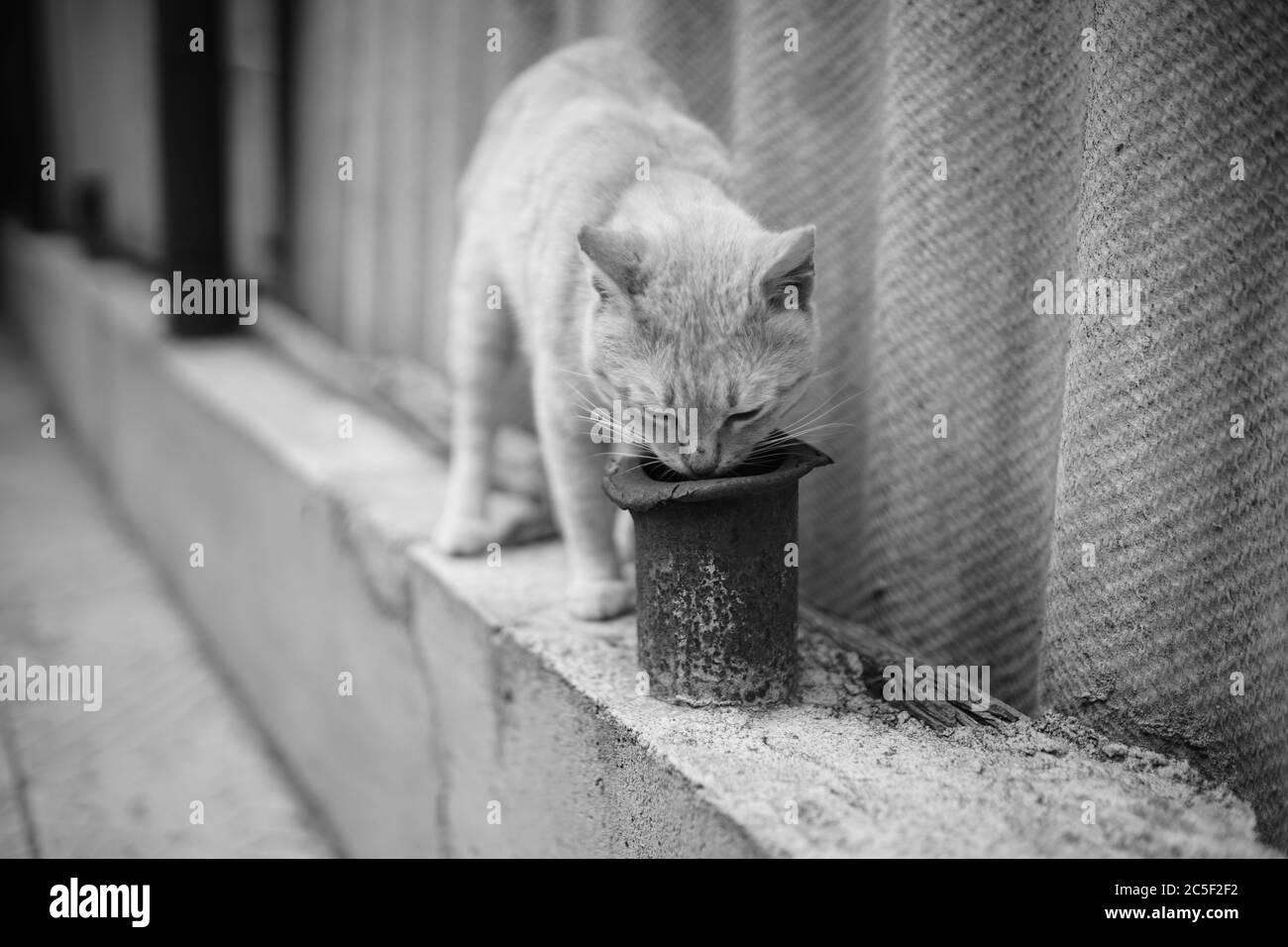 Curiosi di gatto sniffs vecchio tubo arrugginito vicino recinto rurale Foto Stock