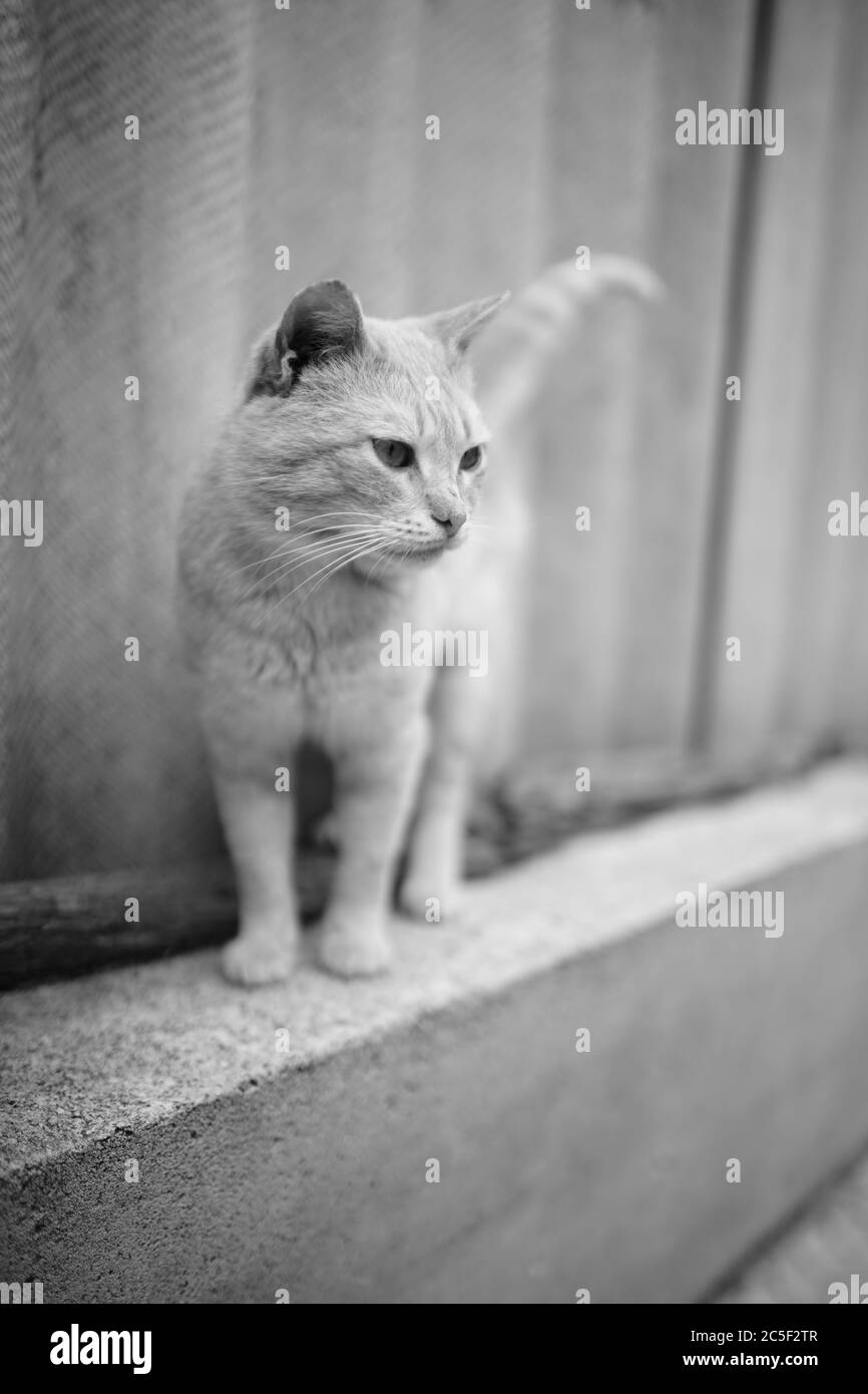 Gatto carino sulla recinzione in ardesia rurale cortile. Foto Stock