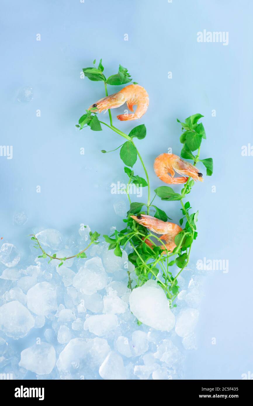 Pesce dorada fresco con ghiaccio e gamberi su sfondo blu. Composizione di dorada in acqua Foto Stock