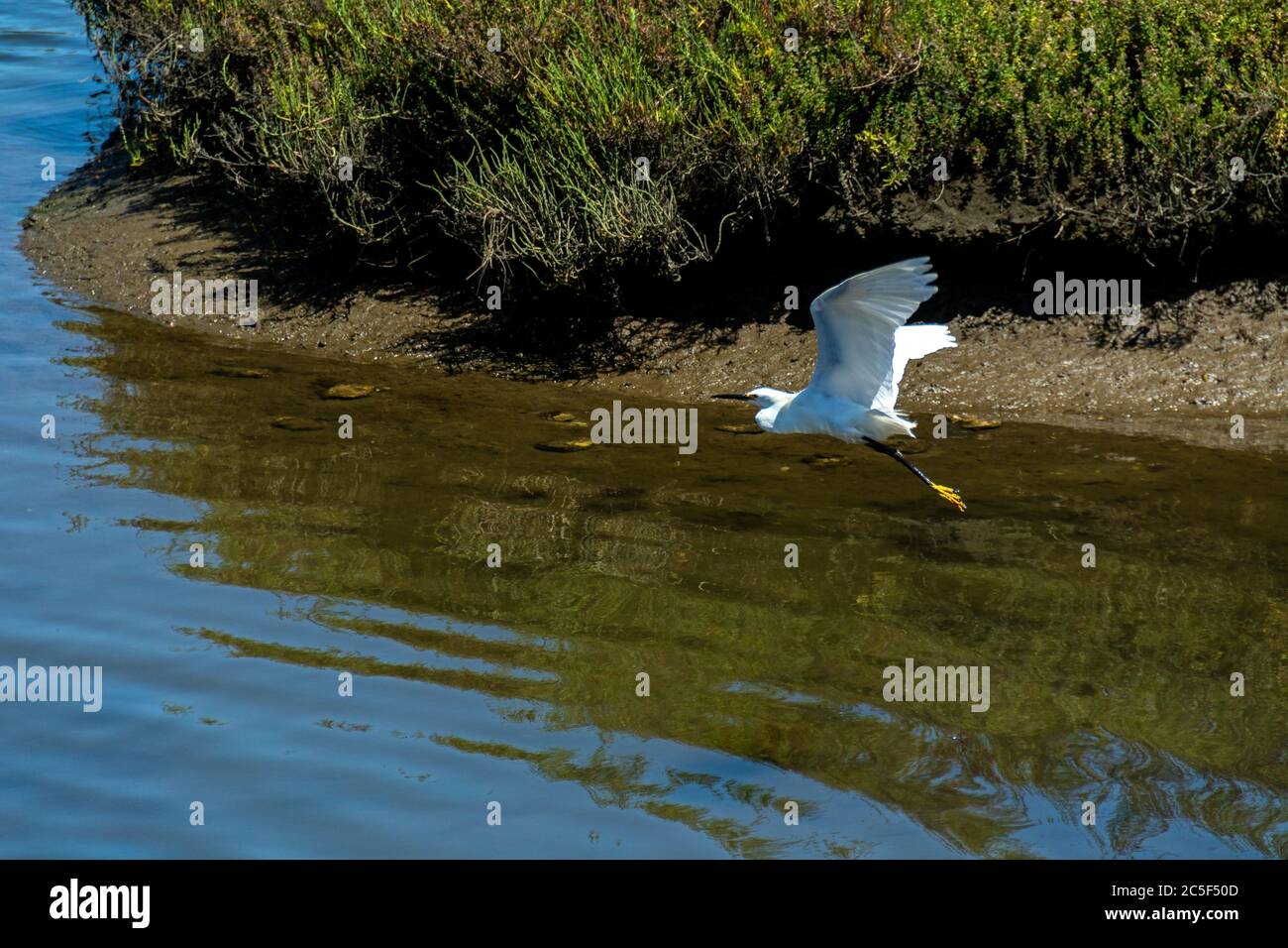 L'egreo innevato vola sull'acqua con i suoi piedi gialli che scappano dietro di esso alla Riserva ecologica di Bolsa Chica. Le sue ossa sono visibili attraverso le ali. Foto Stock