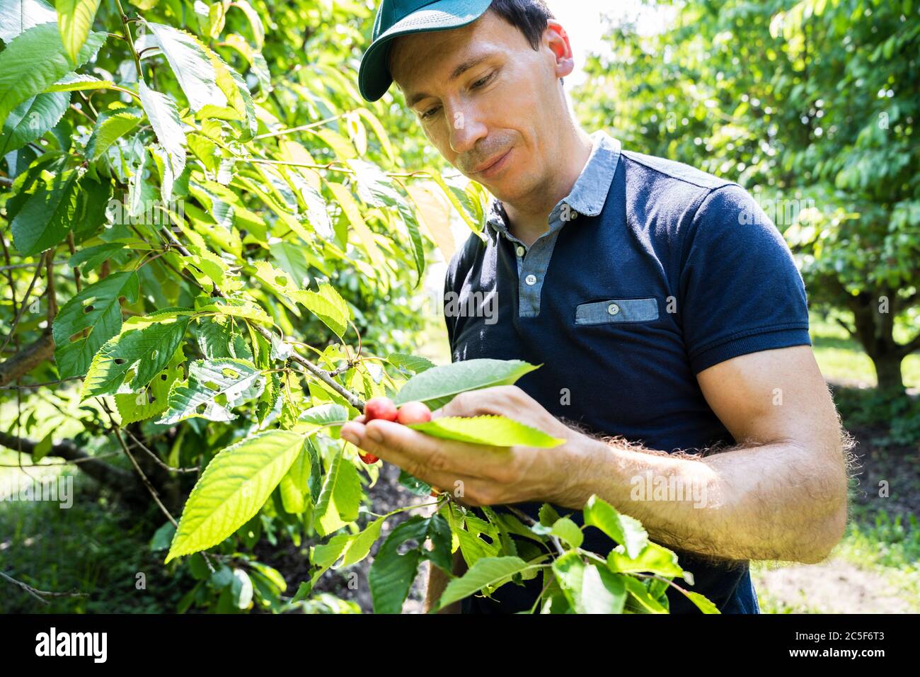 Uomo contadino che raccoglie cibo biologico sano al giardino Foto Stock