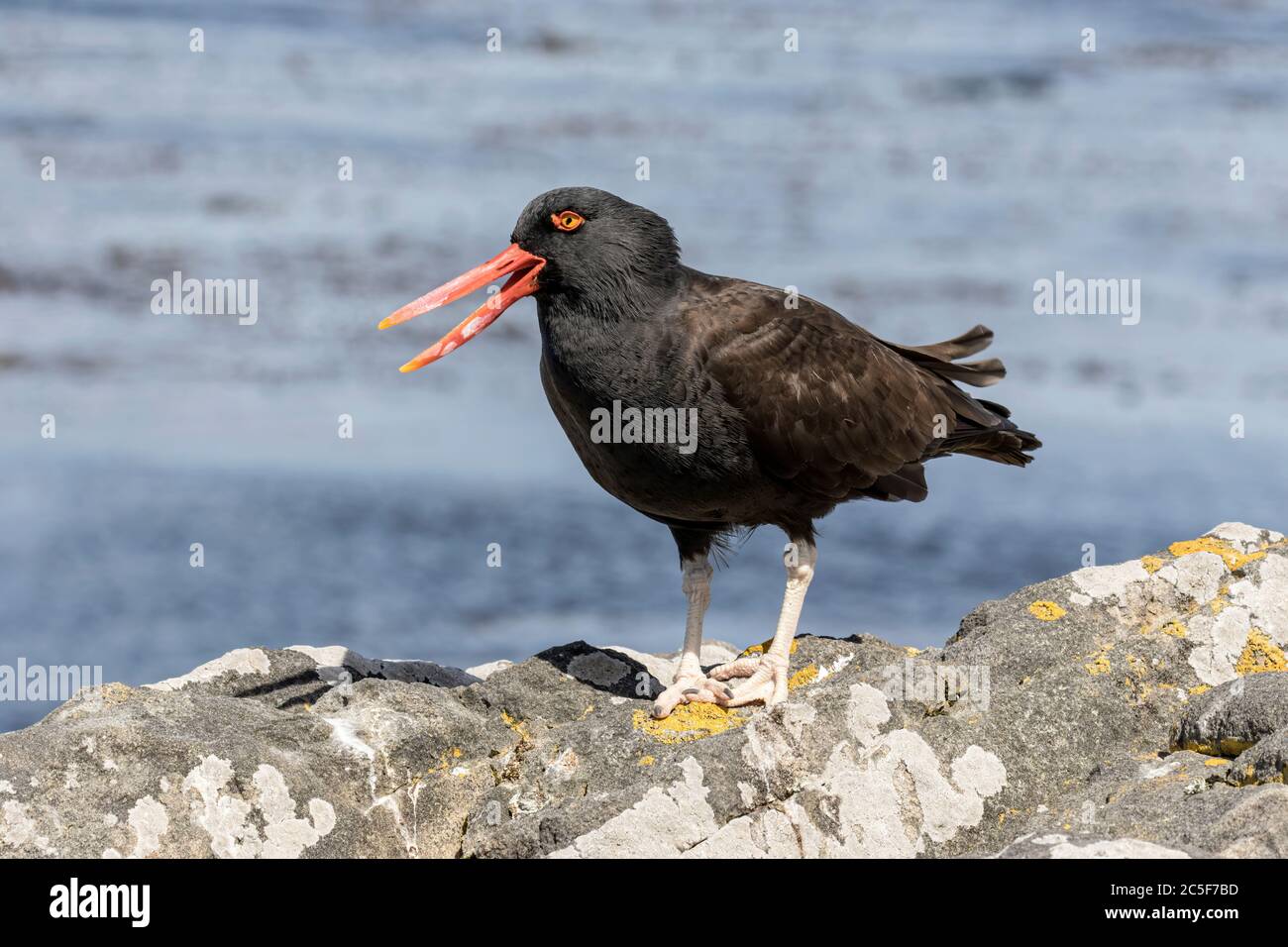 Oystercatcher nerastro Foto Stock