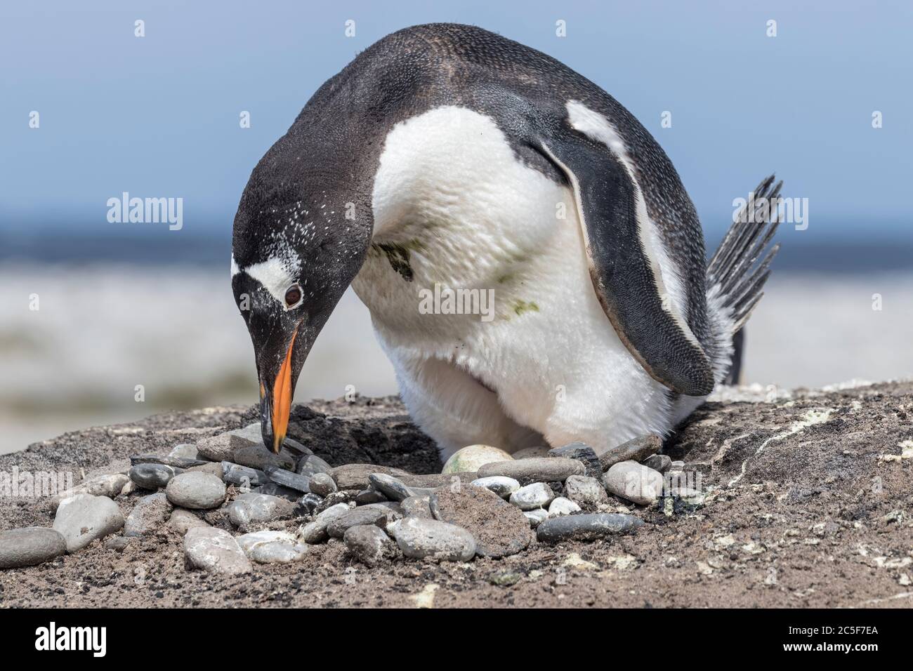 Gentoo Penguin tende al suo sito di nido Foto Stock