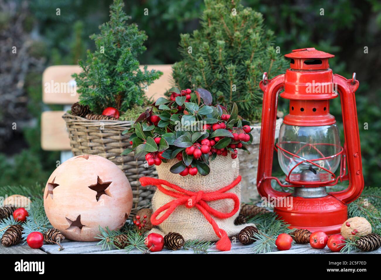 decorazione di natale con lanterna rossa, gaulteria procumbens e conifere Foto Stock