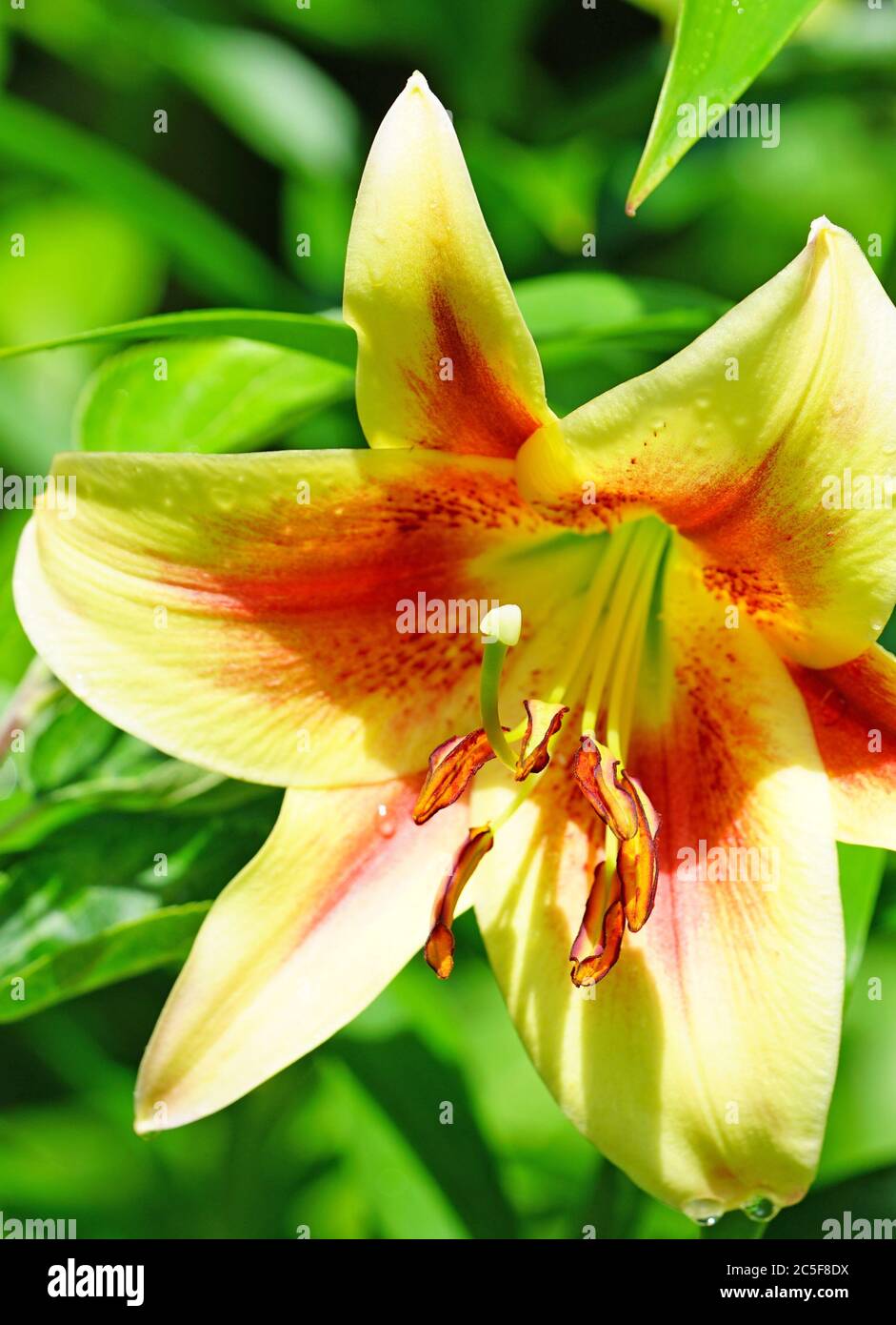 Bicolore arancio e giallo Orenpet fiore giglio Foto Stock