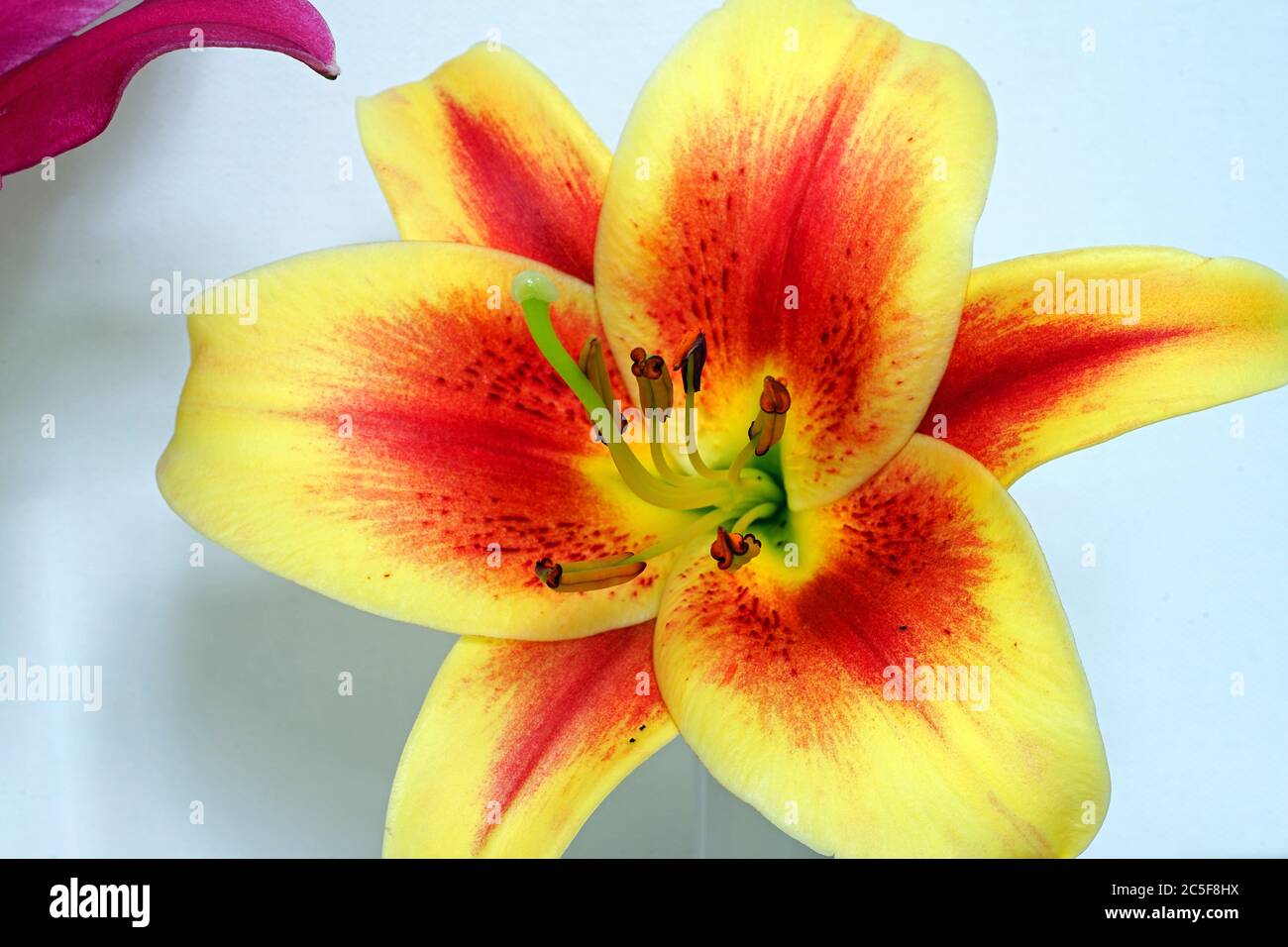 Bicolore arancio e giallo Orenpet fiore giglio Foto Stock