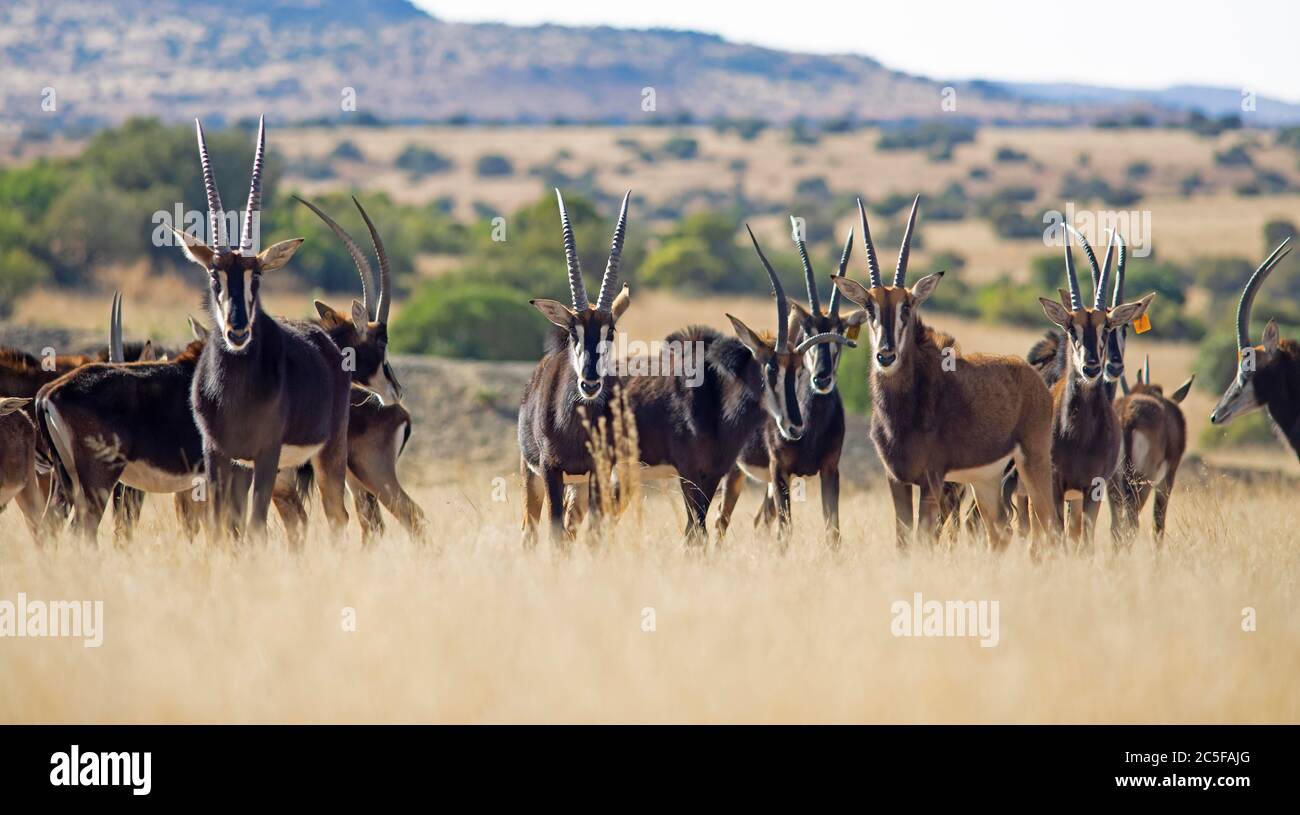 Antilopi Sable (Hippotragus niger) nella steppa d'erba, Letsatsi Private Game Reserve, Smithfield, Stato libero, Sudafrica Foto Stock