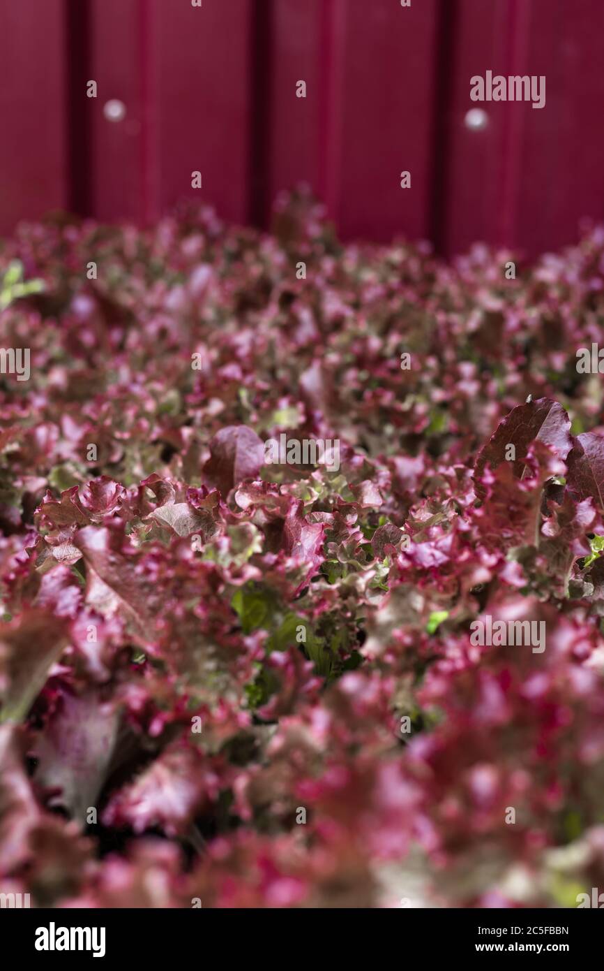 Insalata succosa in giardino Foto Stock