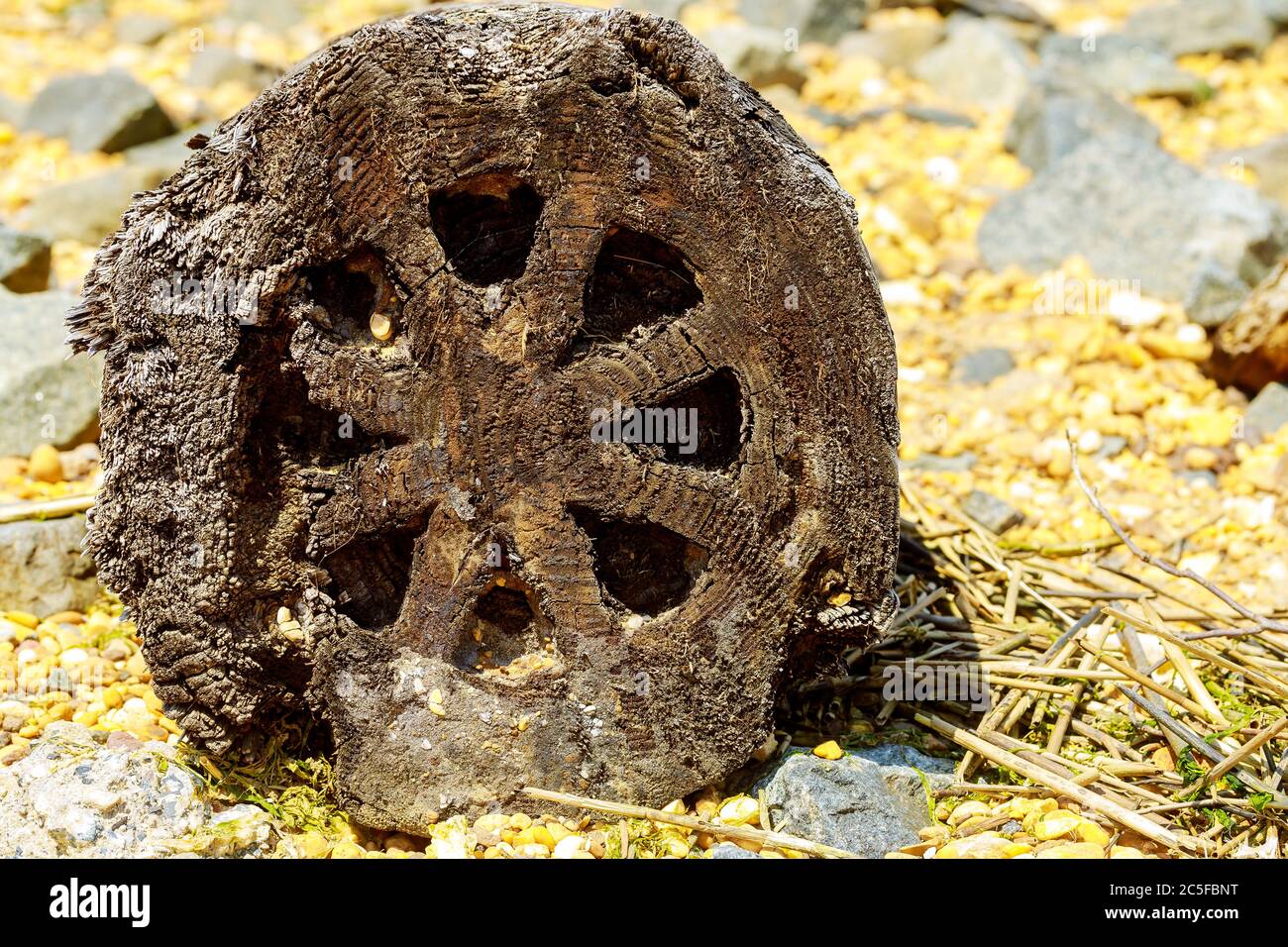 Legno testurizzato di tronchi lavato su sabbia e rocce di mare. Primo piano. Foto Stock