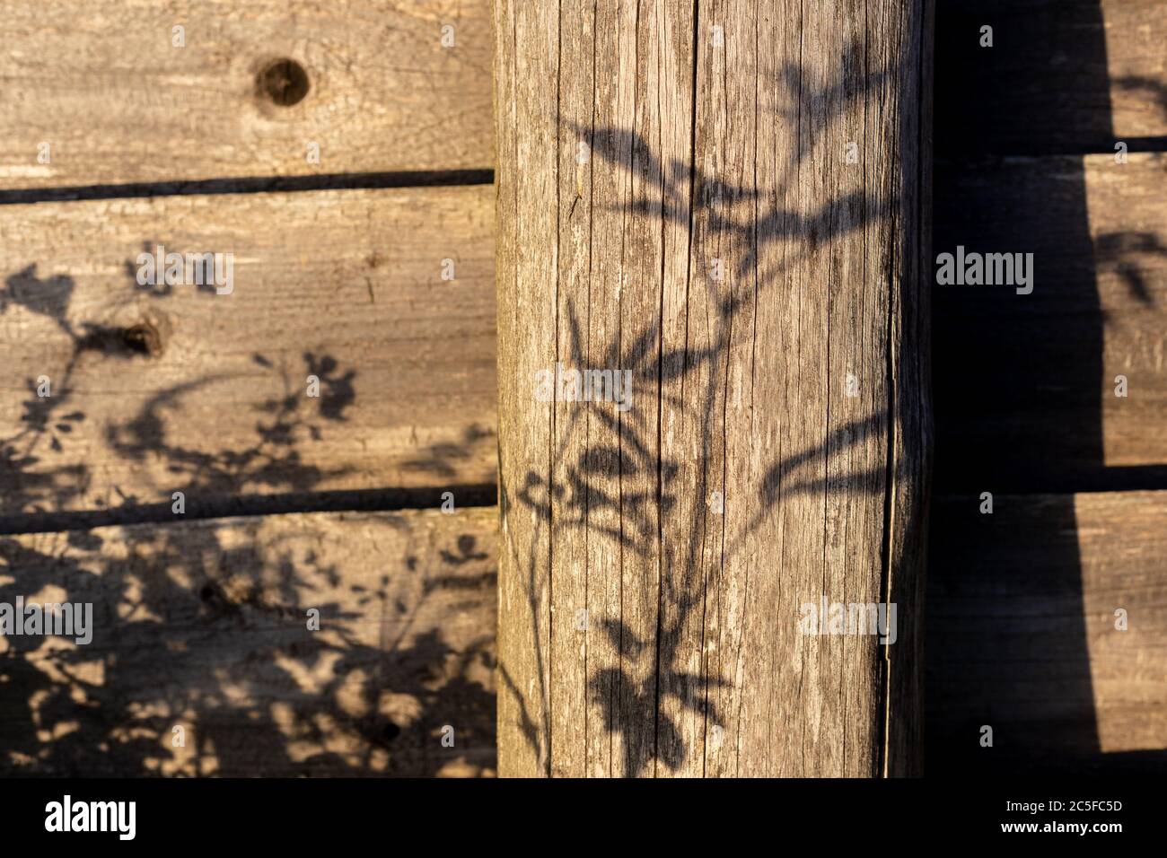 Ombre di piante su un muro di legno. Legno di fondo. Foto Stock