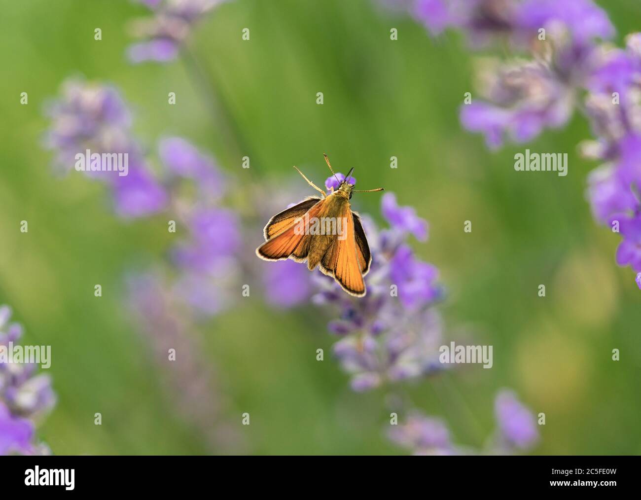 Femmina Essex Skipper Butterfly (Thymelicus lineola) su una pianta di lavanda viola (Lavandula) nel mese di luglio in estate, nel sud dell'Inghilterra, Regno Unito Foto Stock