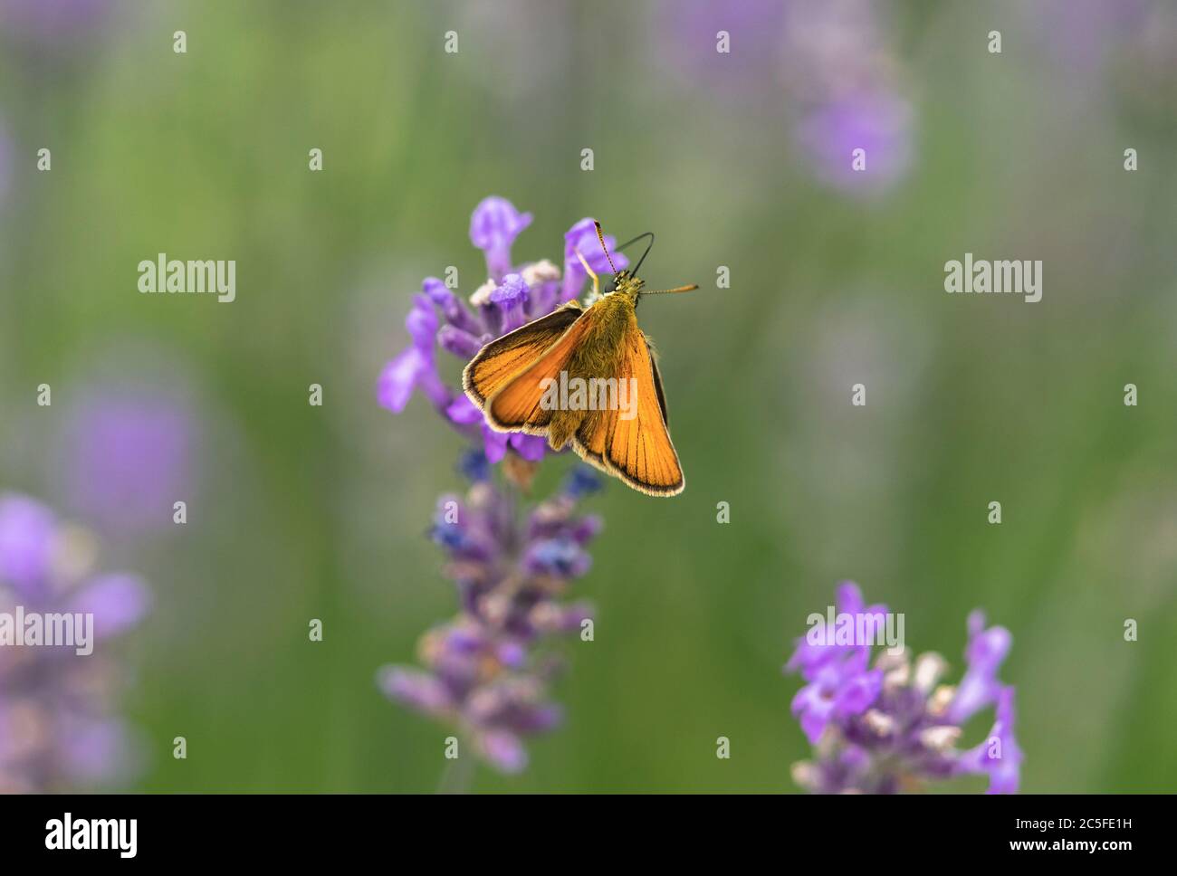 Femmina Essex Skipper Butterfly (Thymelicus lineola) su una pianta viola Lavanda (Lavandula) durante luglio in estate, nel sud dell'Inghilterra, Regno Unito Foto Stock