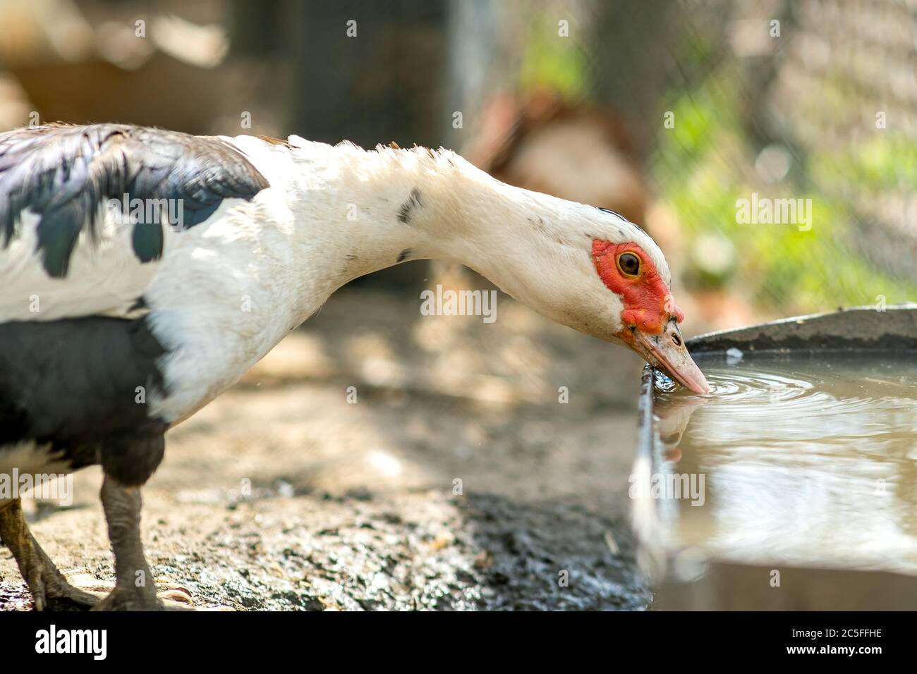 Alimentazione di anatra su cortile rurale tradizionale. Dettaglio di un uccello acquerello che beve acqua sul cortile fienile. Concetto di allevamento avicolo a gamma libera. Foto Stock