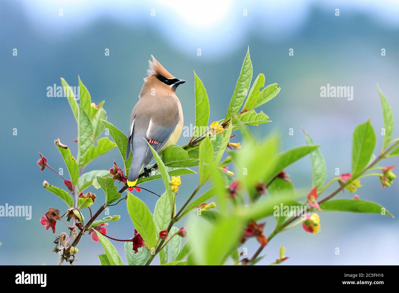 Un Cedar Waxwing (Bombycilla cedrorum) arroccato su un ramo in Alder Bay, sulla costa settentrionale dell'isola di Vancouver sulla costa occidentale del Canada. Foto Stock
