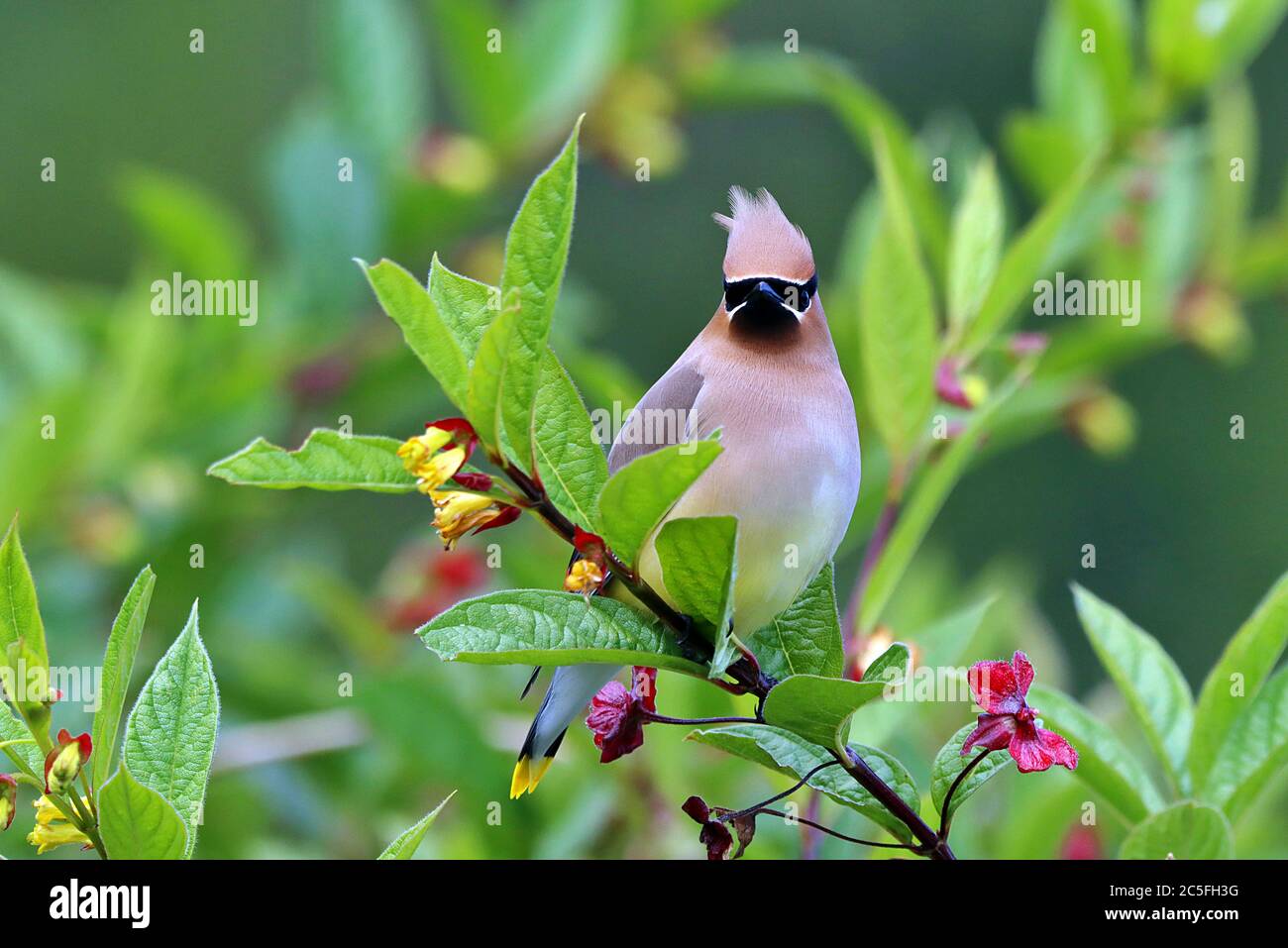Un Cedar Waxwing (Bombycilla cedrorum) arroccato su un ramo in Alder Bay, sulla costa settentrionale dell'isola di Vancouver sulla costa occidentale del Canada. Foto Stock