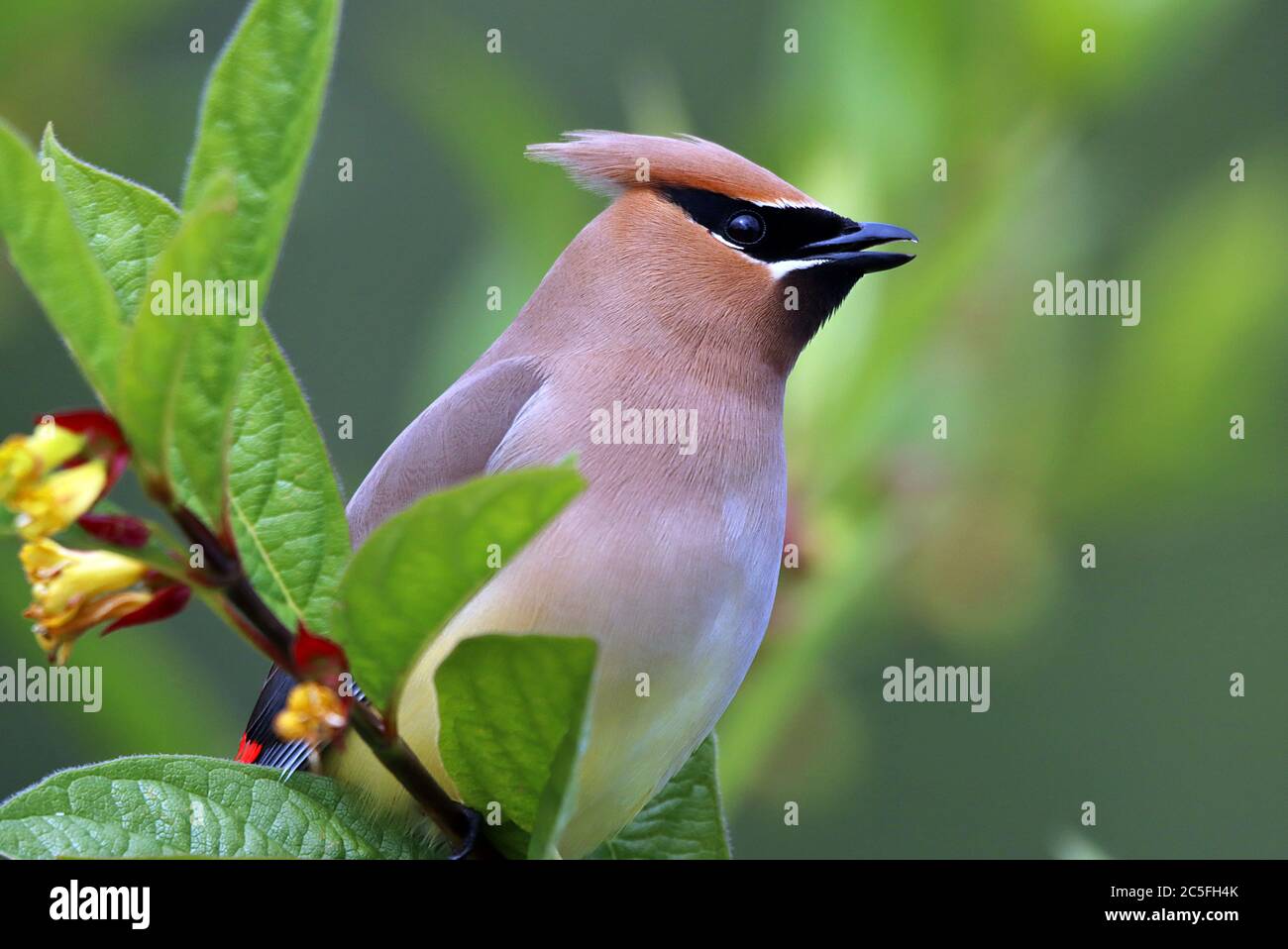 Un Cedar Waxwing (Bombycilla cedrorum) arroccato su un ramo in Alder Bay, sulla costa settentrionale dell'isola di Vancouver sulla costa occidentale del Canada. Foto Stock